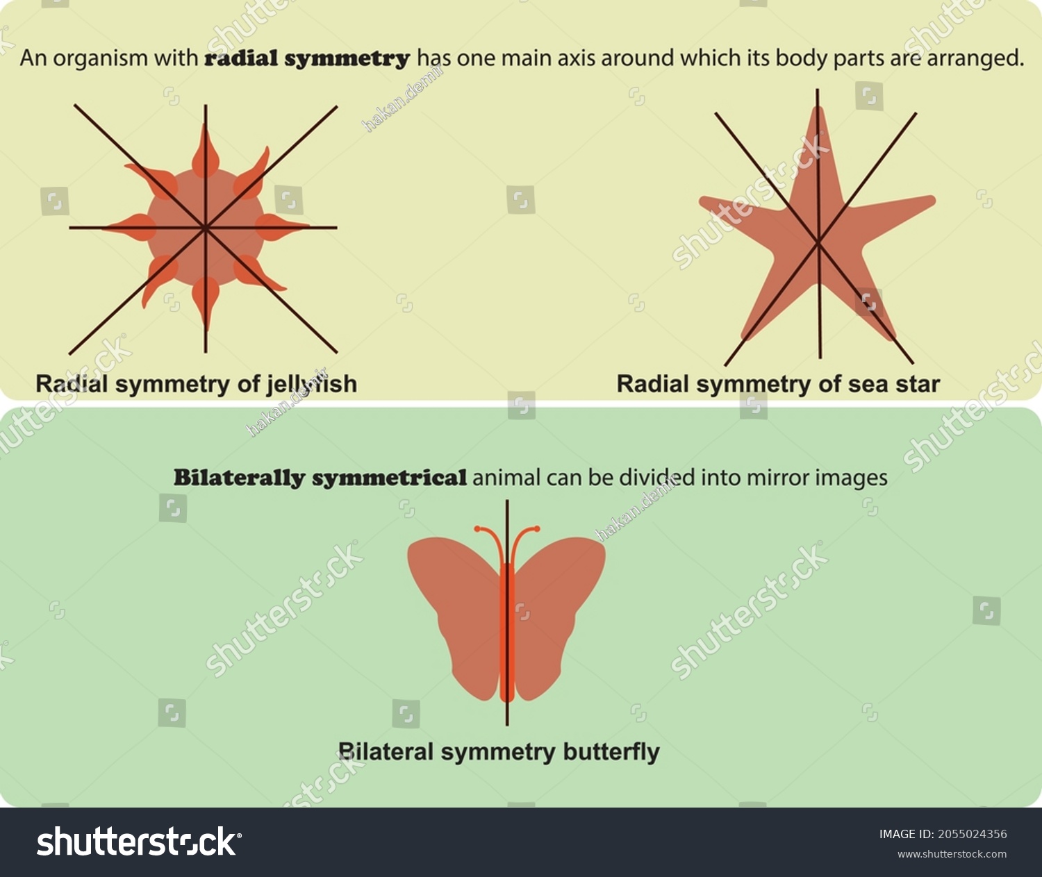 most-animals-on-earth-are-vertebrates-or-invertebrates-the-earth