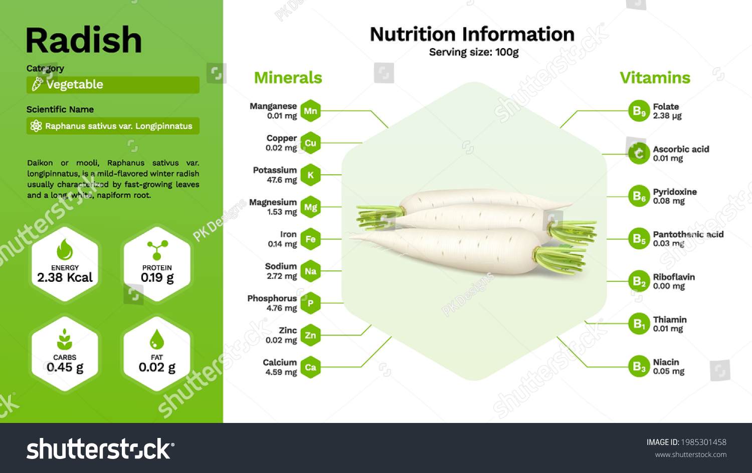 Radish Nutritional Properties Vector Illustration Stock Vector (Royalty