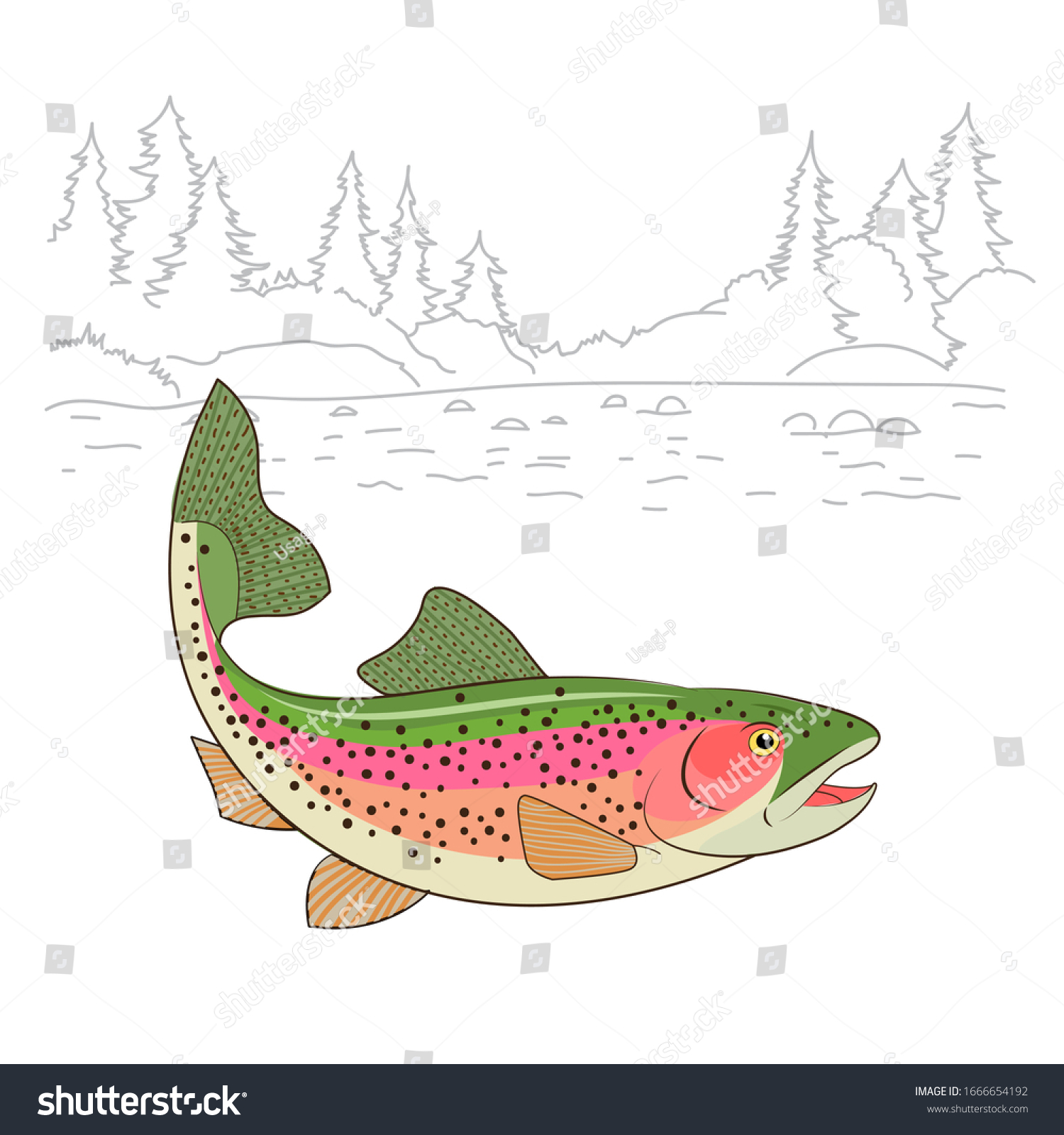 ニジマスの魚のリアルな描画ベクターイラスト 白い背景にアメリカのマスが水に泳いでいる 釣りのテーマのベクター画像 のベクター画像素材 ロイヤリティ フリー