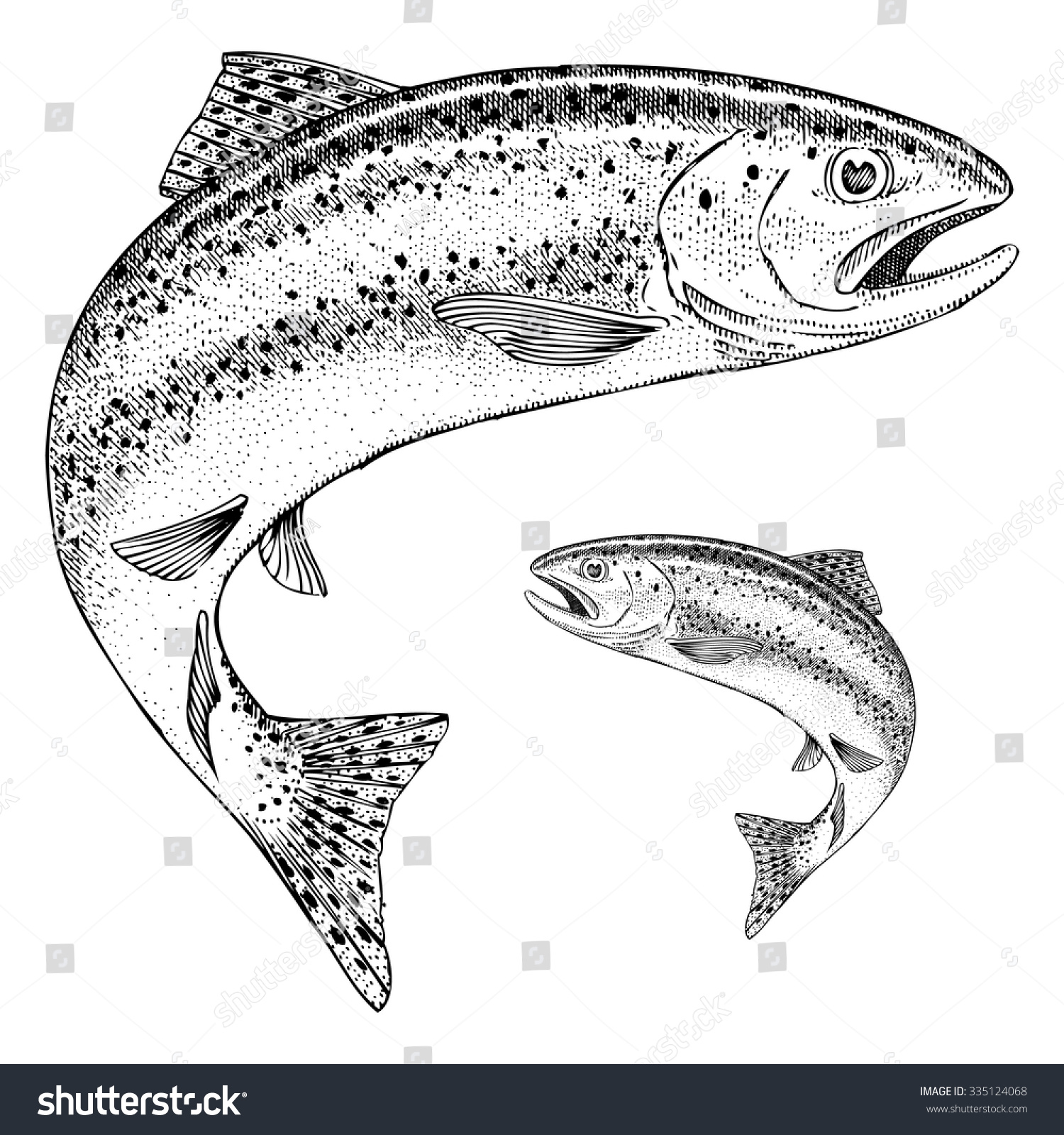 rainbow trout jumping stock vector 335124068 shutterstock