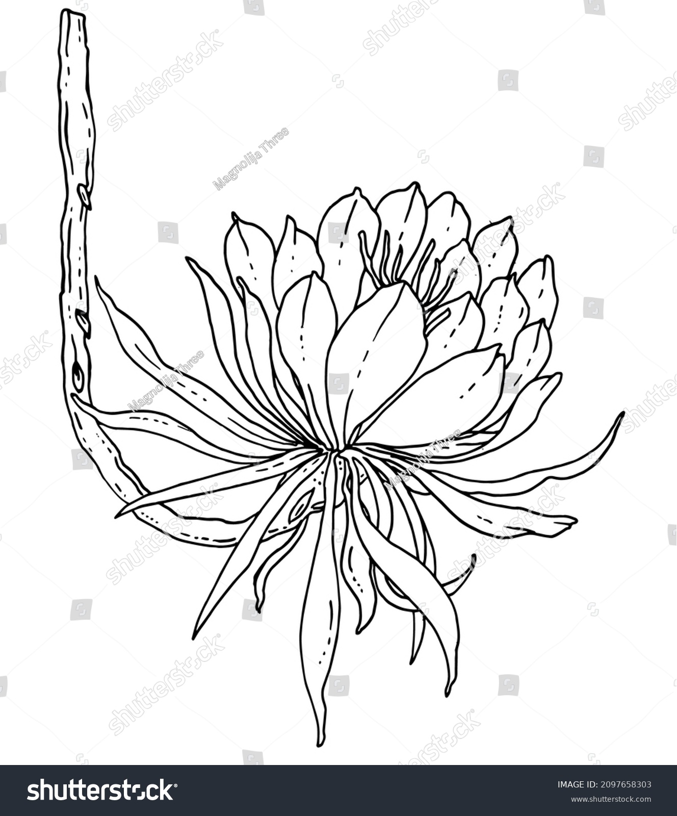 Rare White Cactus Queen Night Blossom Stock Vector (Royalty Free ...