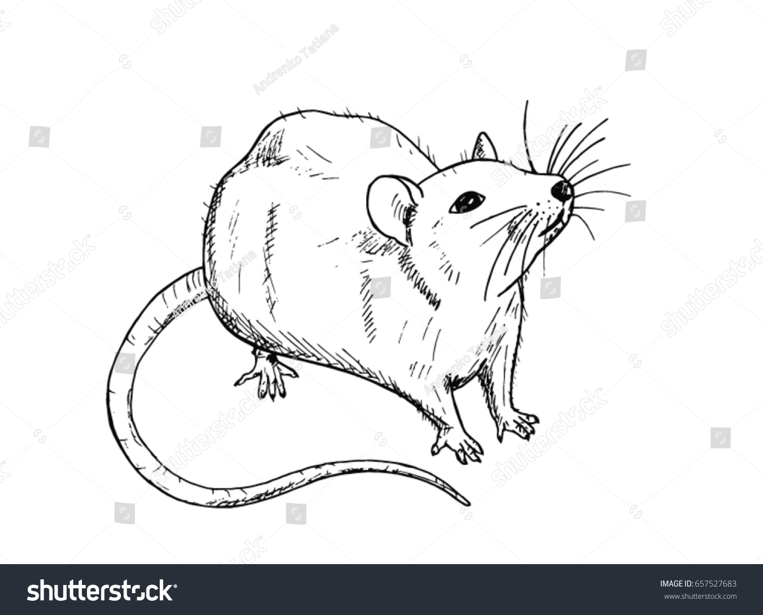 Dessin De Rat Dessine A La Image Vectorielle De Stock Libre De Droits