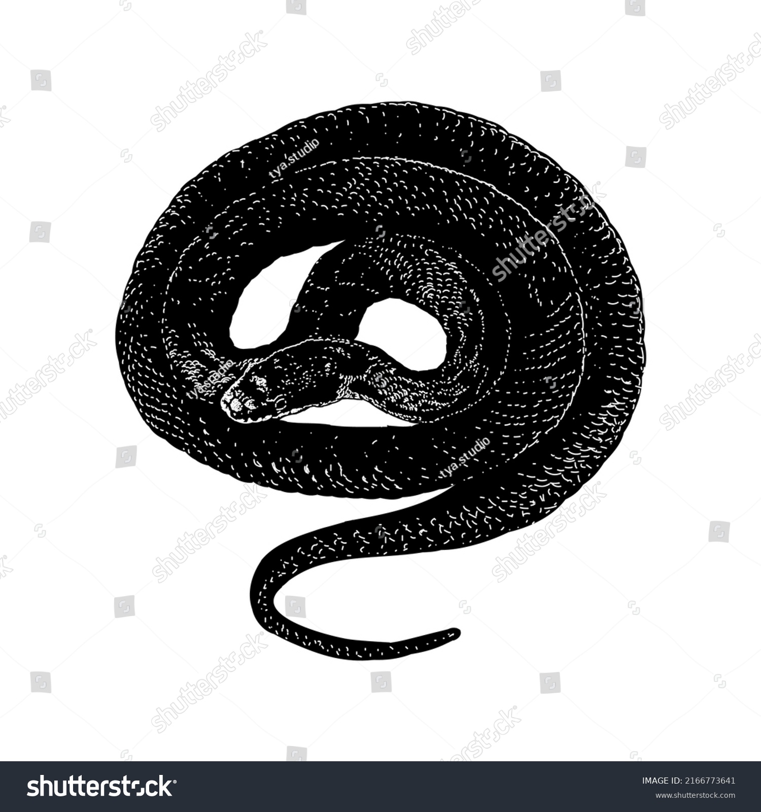 Rat Snake Hand Drawing Vector Illustration Stock Vector (royalty Free 