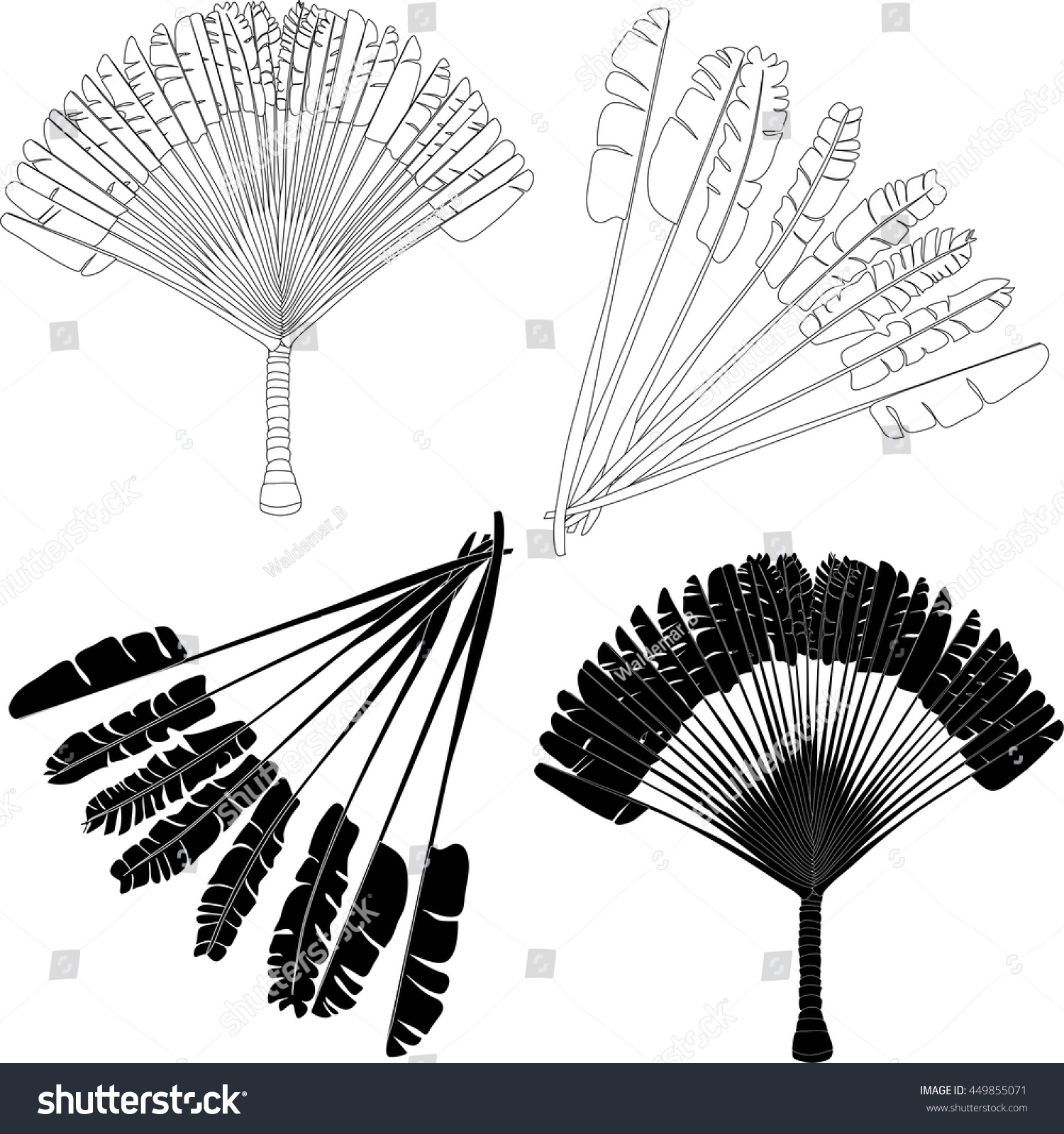 travellers palm vector
