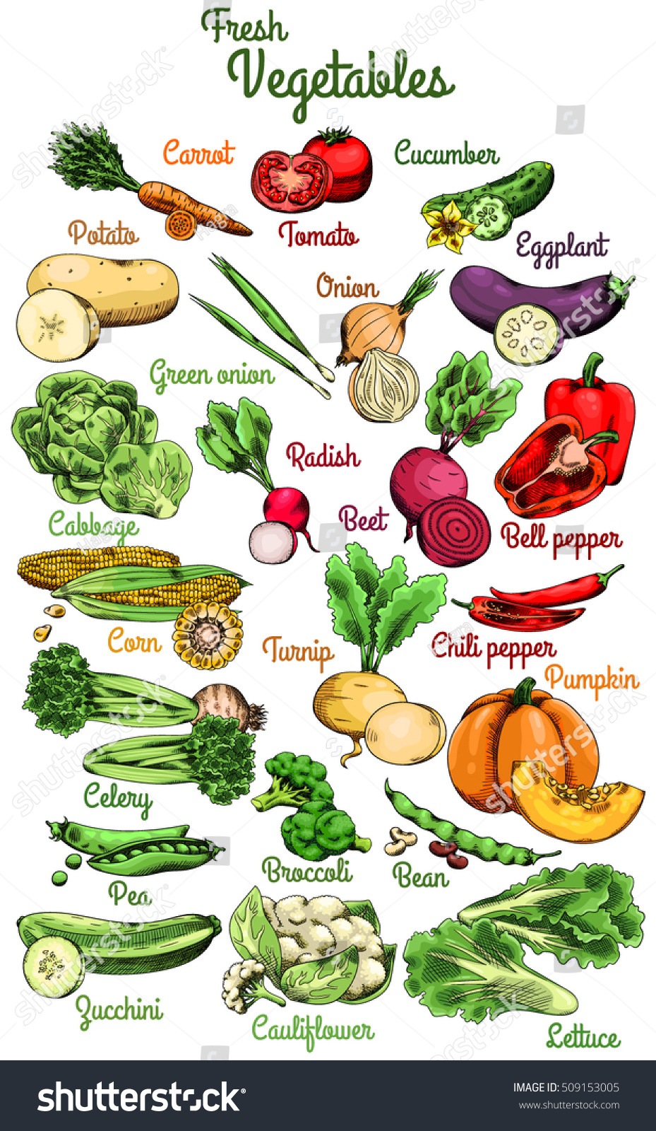 Raw Vegetables Carrot Tomato Cucumber Potato Stock Vector 509153005 ...