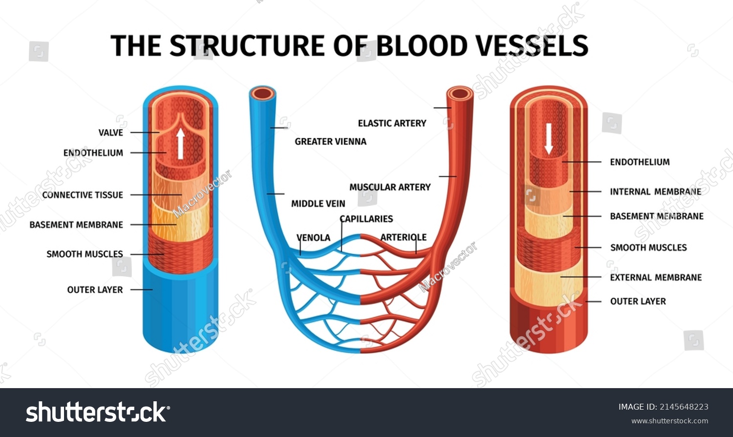 Realistic Blood Vessels Artery Vein Composition Stock Vector (Royalty ...