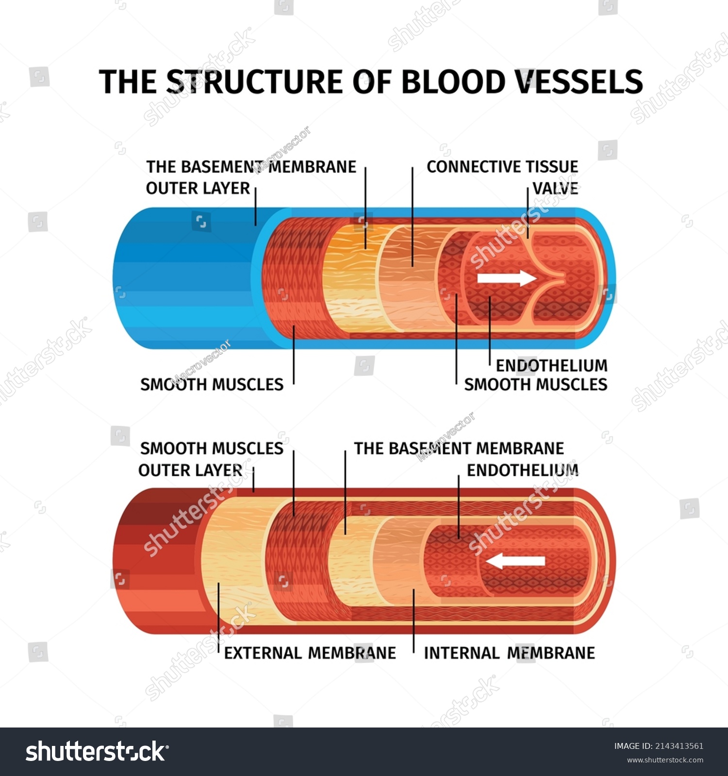 Realistic Blood Vessels Concept Structure Blood Stock Vector (Royalty ...