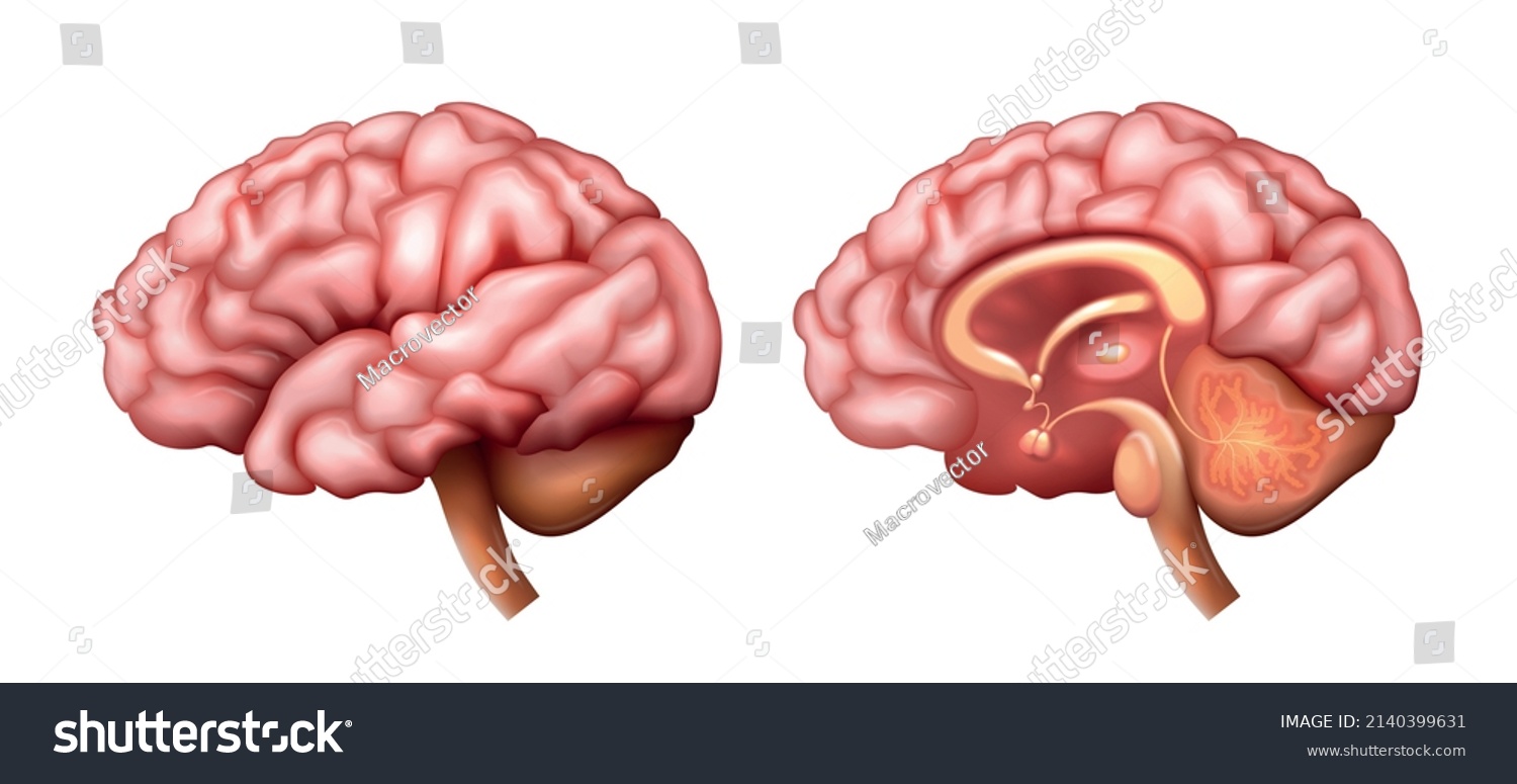 Realistic Brain Anatomy Structure Internal External Stock Vector Realistic Brain Anatomy Structure Internal External Stock Vector