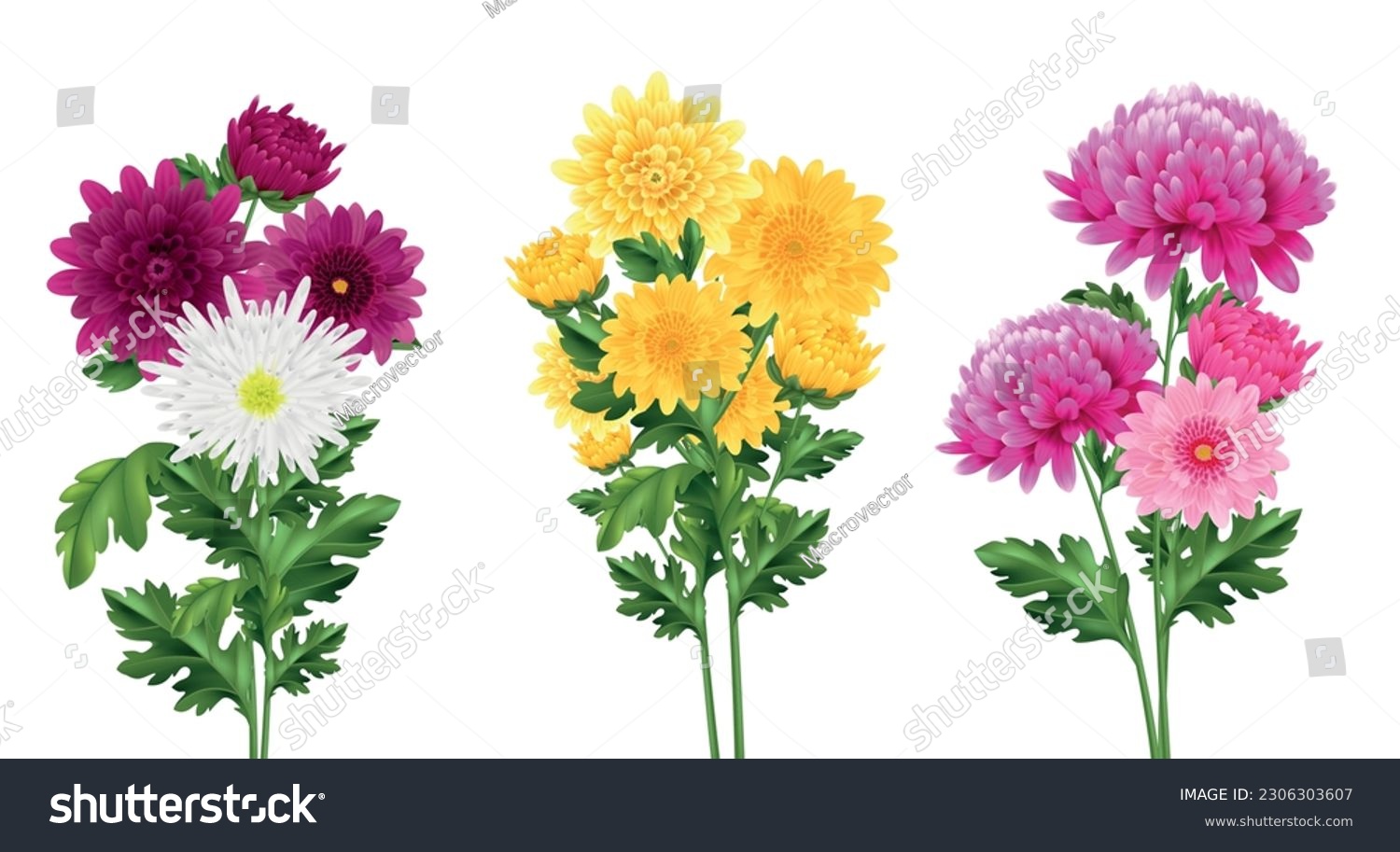 SVG of Realistic chrysanthemum bouquet set with blooming flowers isolated vector illustration svg