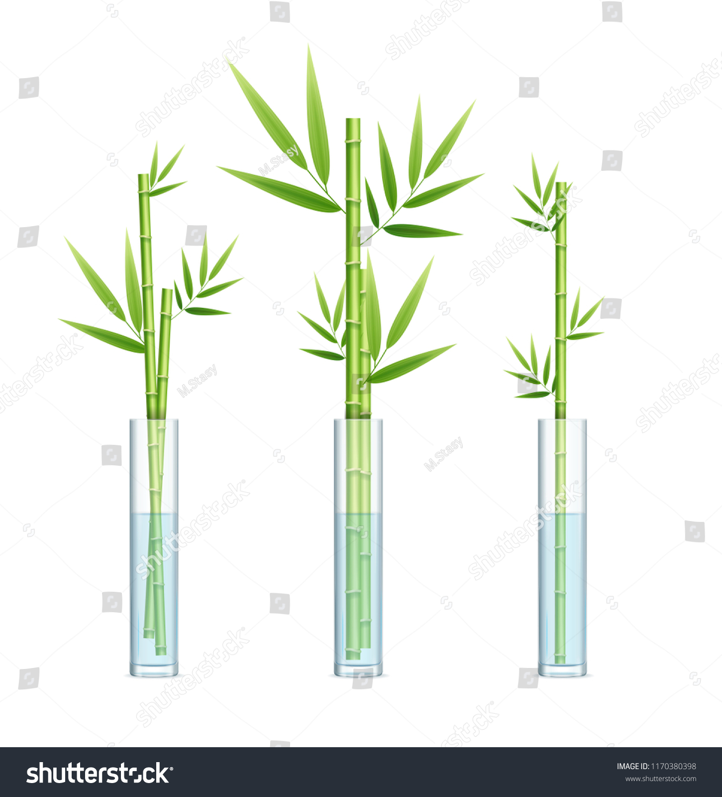 Realistic Detailed 3d Lucky Bamboo Plant Stock Vector Royalty