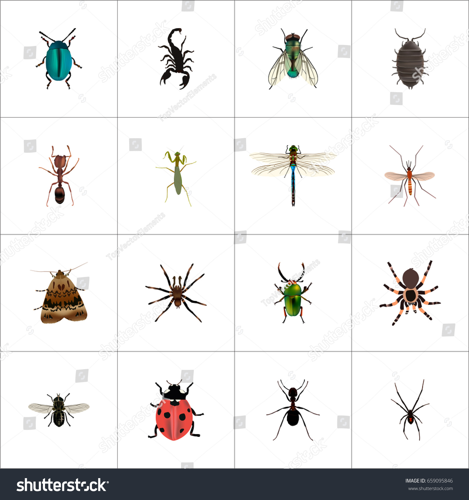 SVG of Realistic Dor, Damselfly, Housefly And Other Vector Elements. Set Of Bug Realistic Symbols Also Includes Insect, Spider, Dor Objects. svg