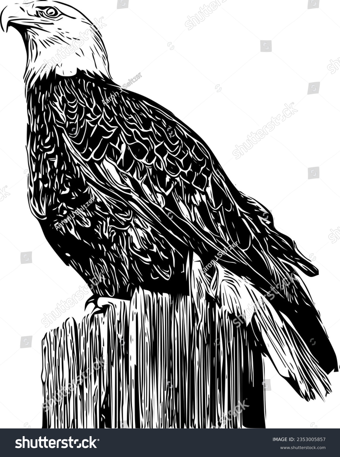 SVG of Realistic drawing of a Bald Eagle svg