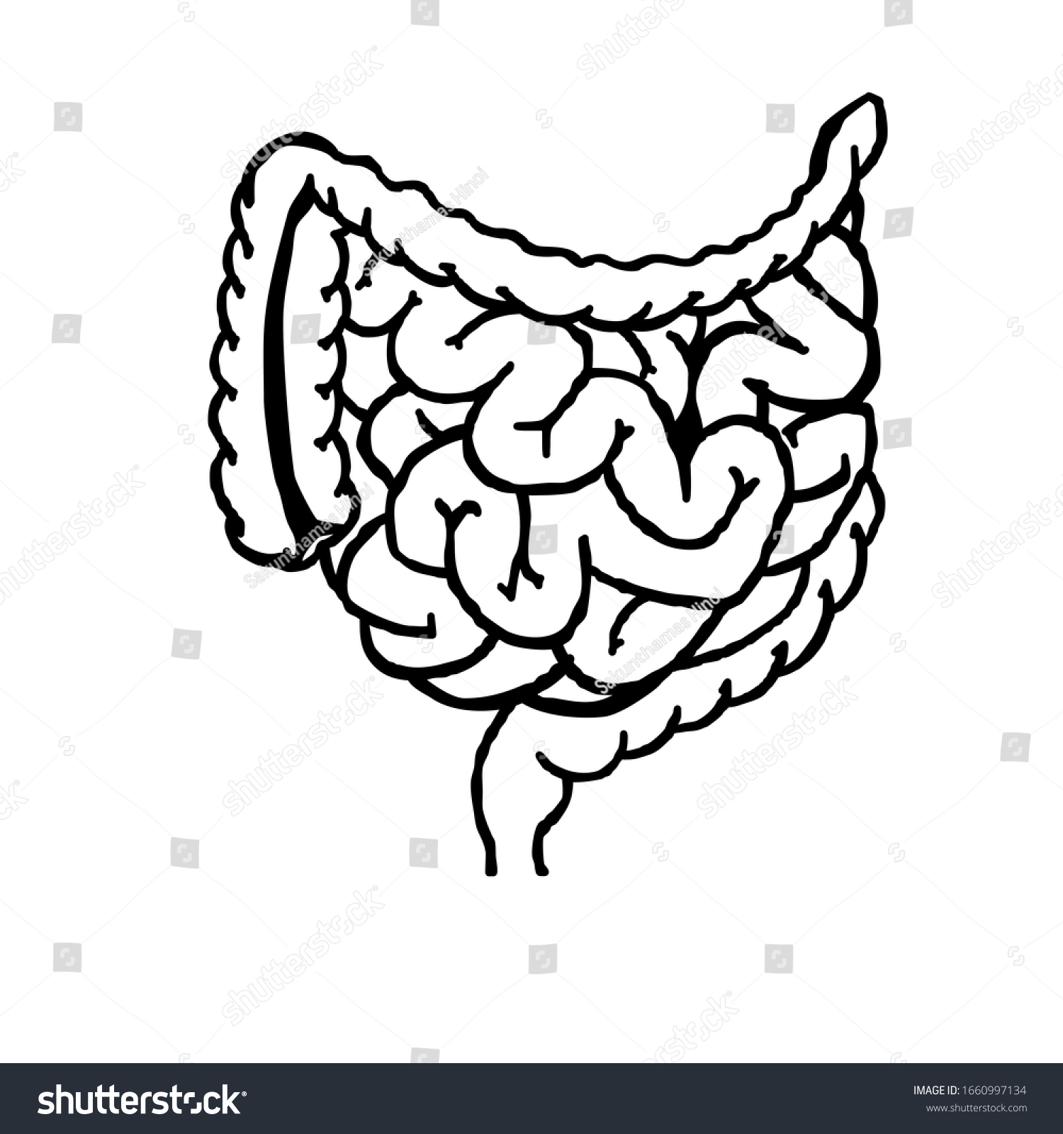 小腸と大腸のリアルな平らなベクターイラスト 人間の内臓 消化管 白い背景にベクターイラスト 腸の線形アイコン のベクター画像素材 ロイヤリティフリー