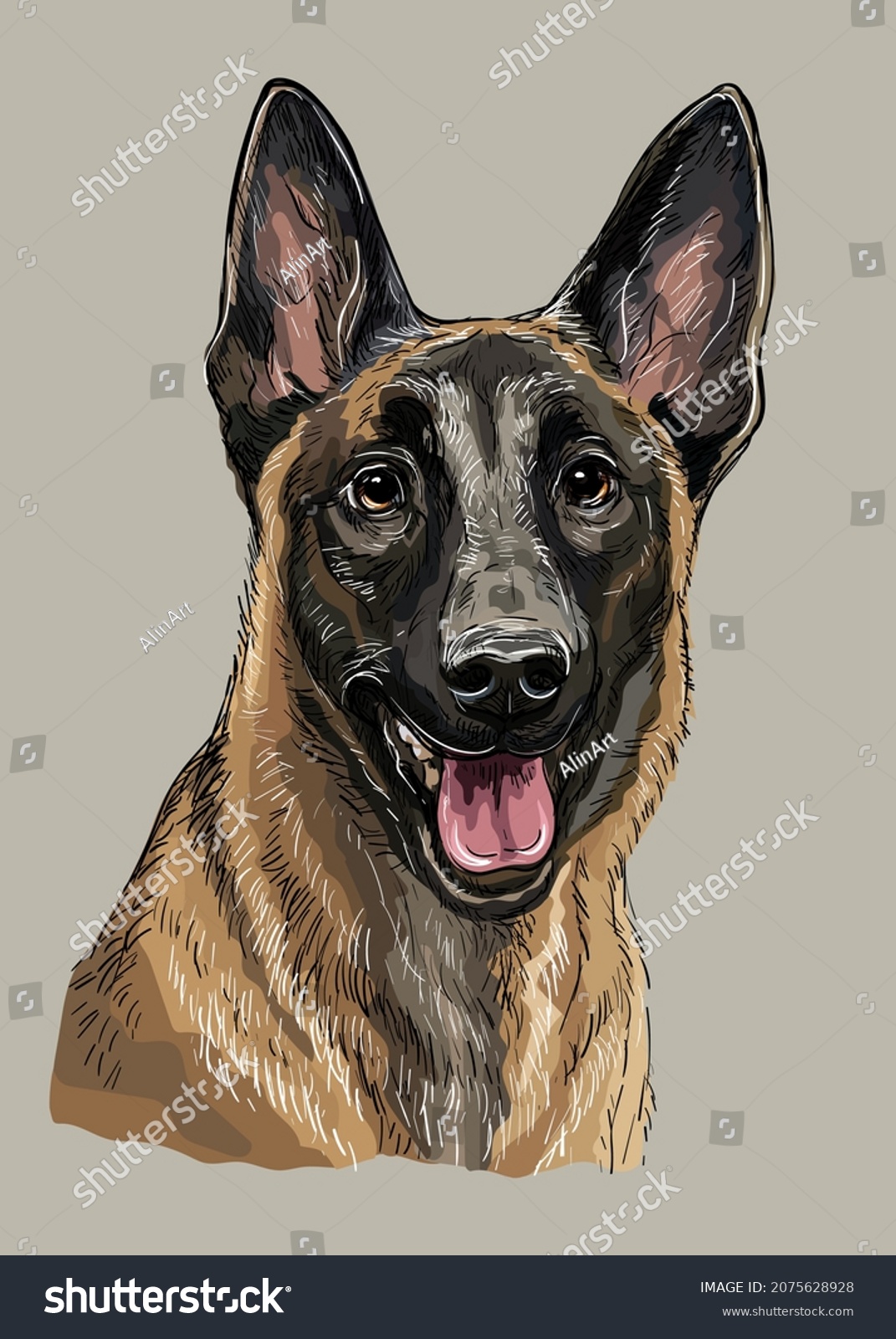 SVG of Realistic head of belgian shepherd malinois dog. Color vector hand drawing illustration isolated on gray background. For decoration, design, print, posters, postcards, stickers, t-shirt, embroidery svg