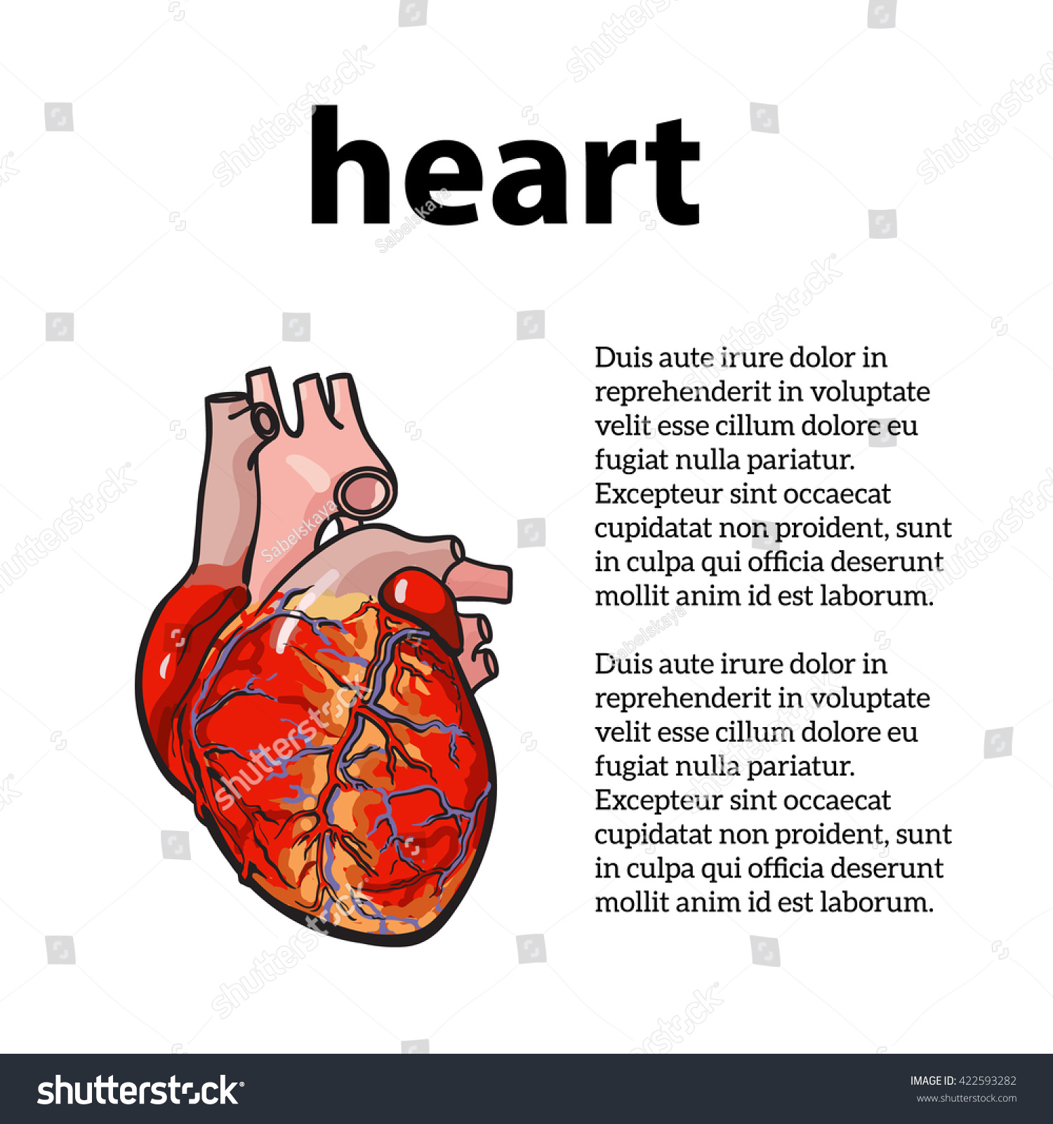 Realistic Human Heart Color Sketch Illustration Stock Vector