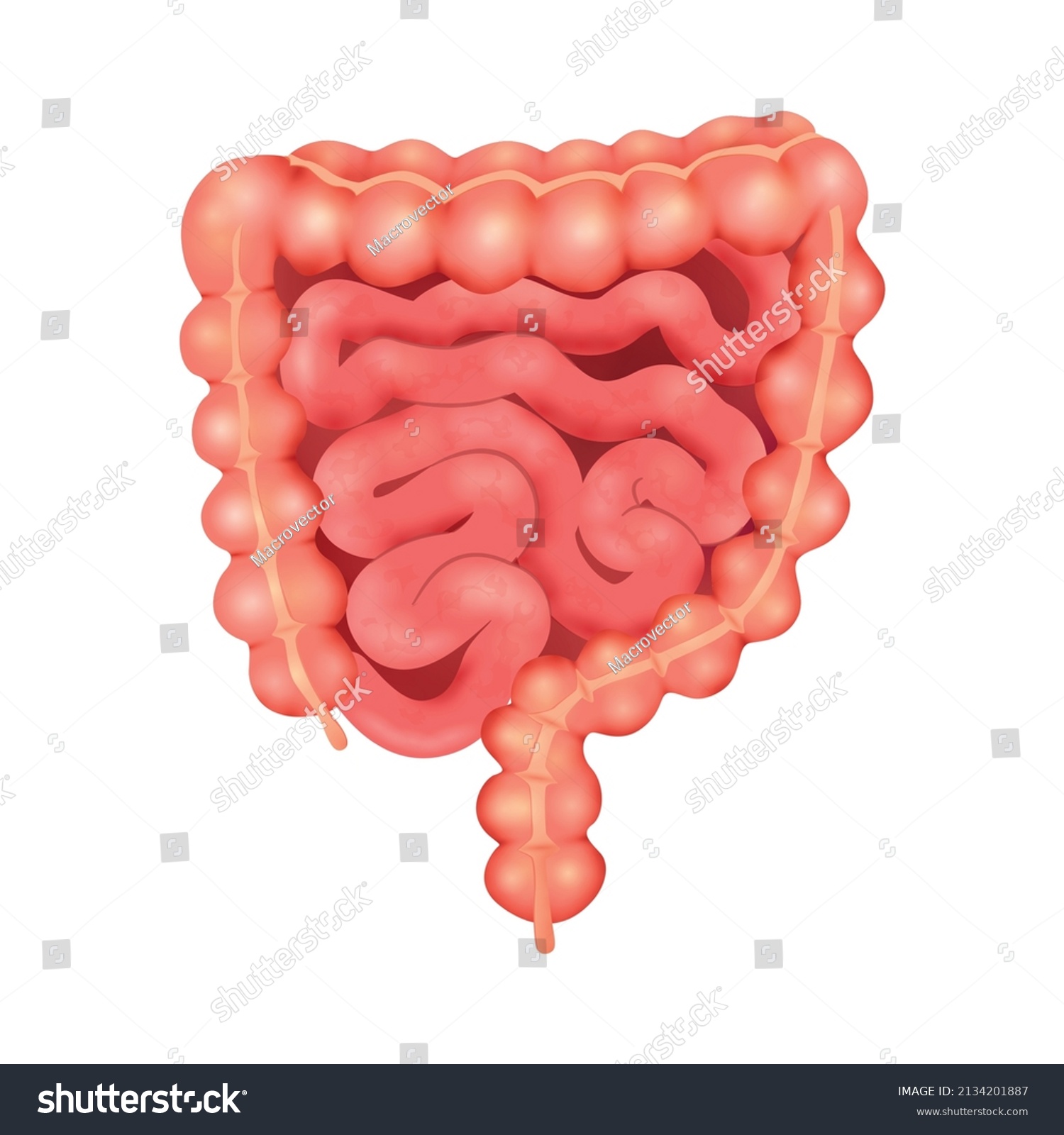 Realistic Human Internal Organs Anatomy Composition Stock Vector ...