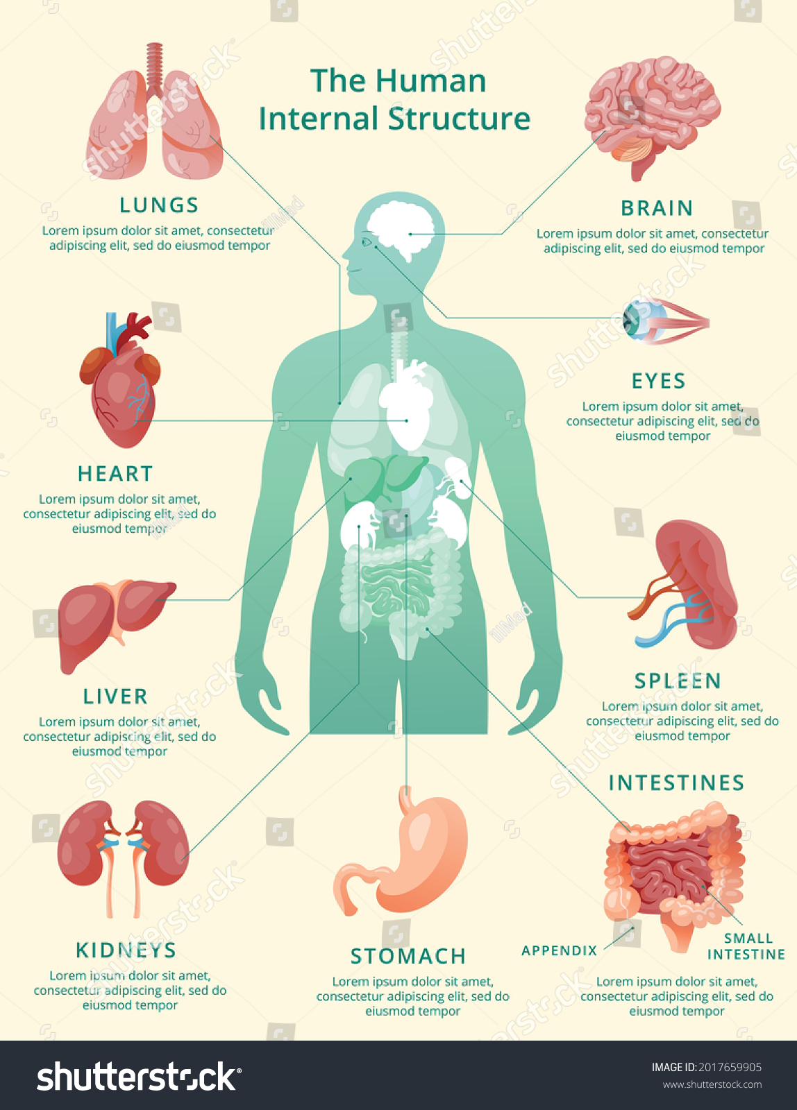 Realistic Human Internal Organs Infographics Pastel Stock Vector ...