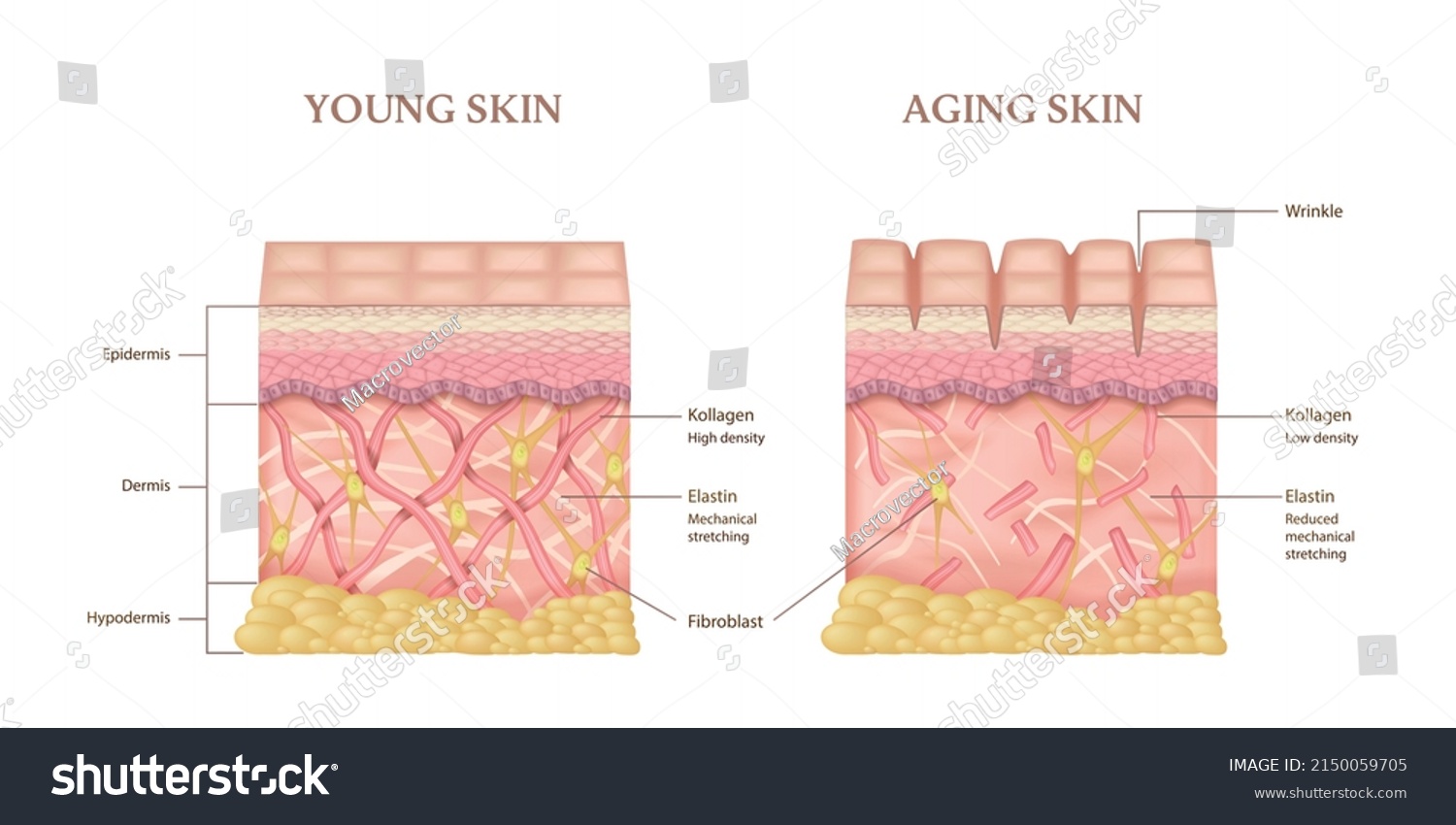 Realistic Infographics Anatomical Layers Structure Young Stock Vector ...