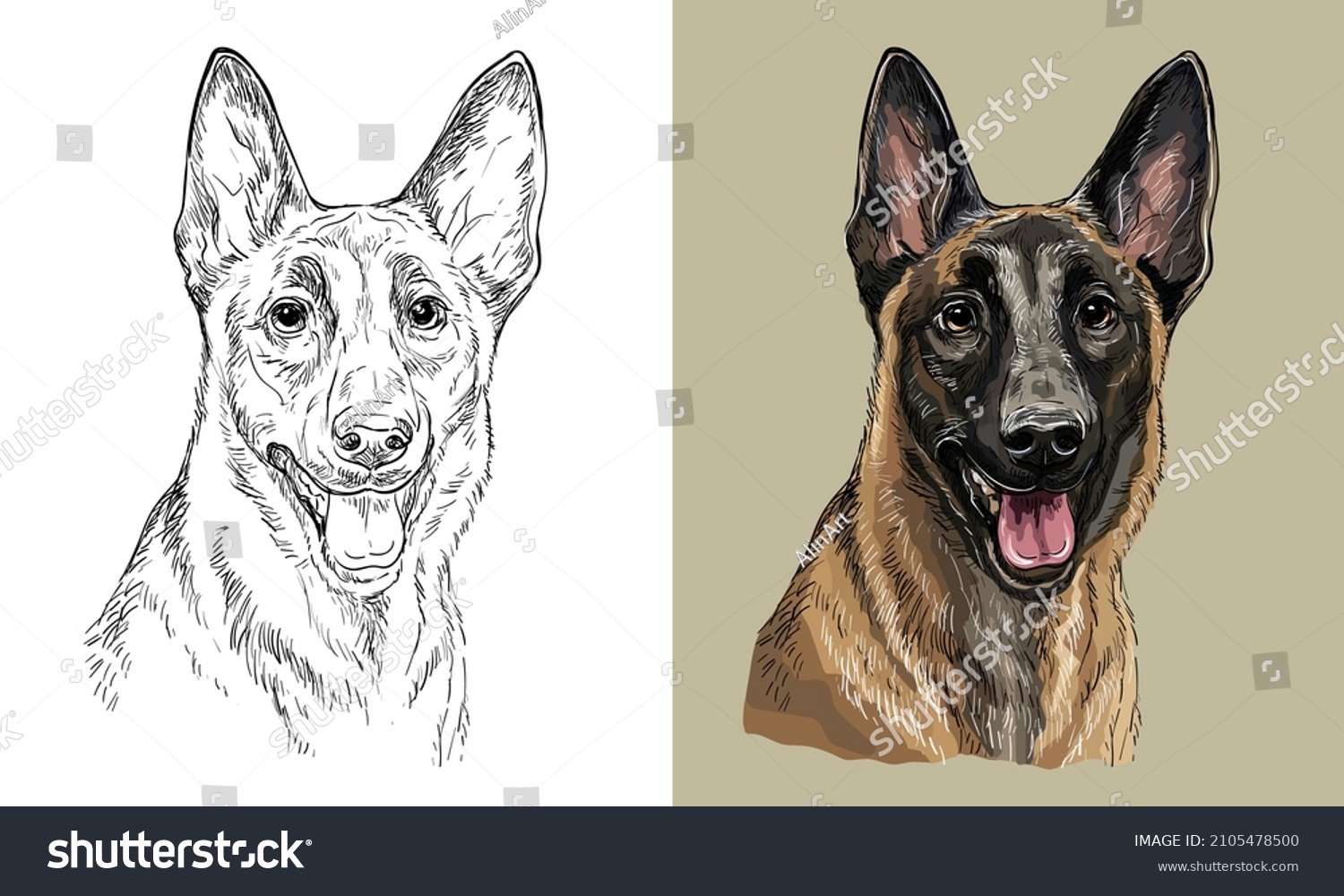SVG of Realistic isolated head of belgian shepherd malinois dog vector hand drawing illustration monochrome and color. For decoration, coloring books, design, print, posters, postcards, stickers, t-shirt svg