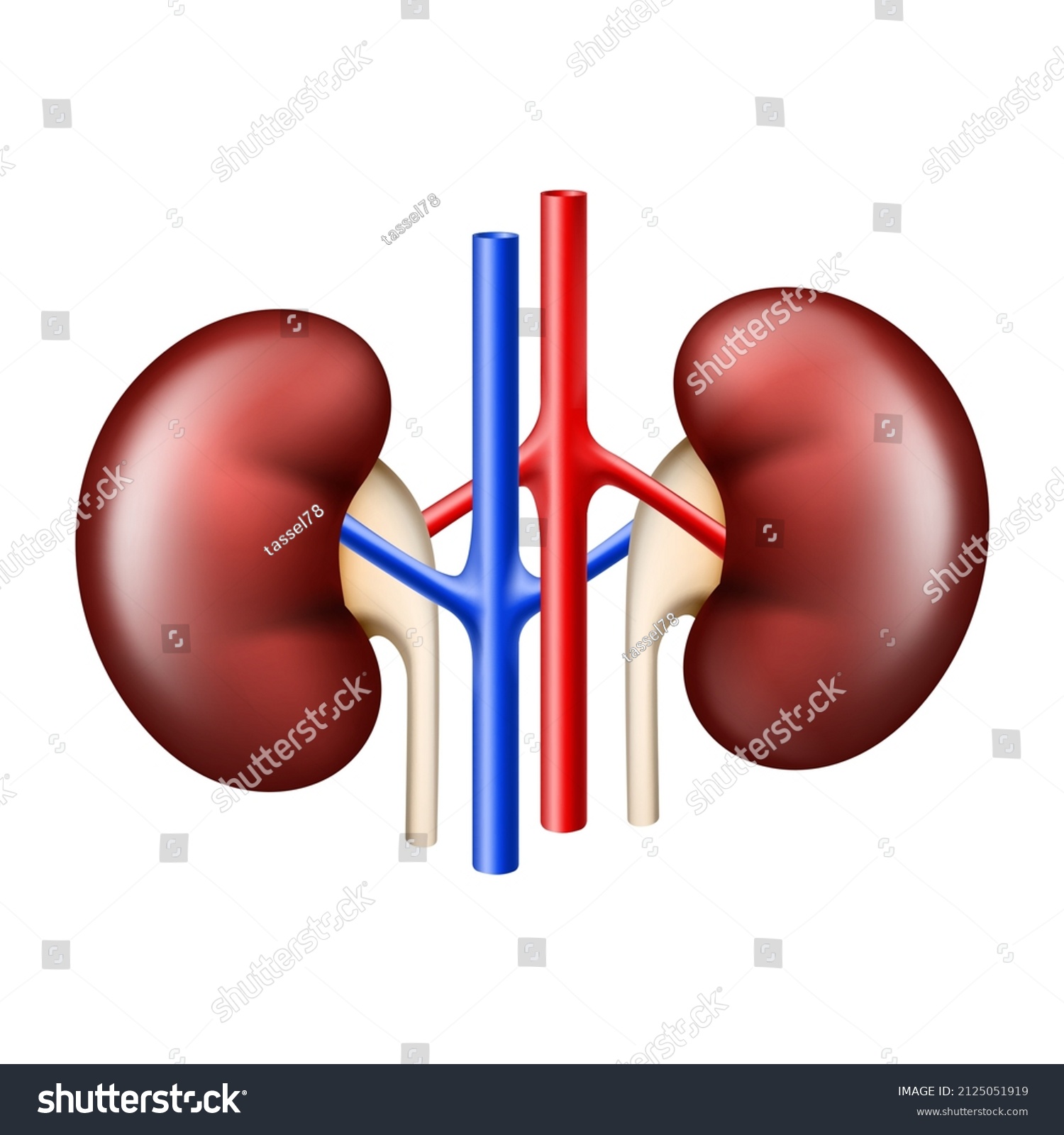 Realistic Kidney Anatomy Structure Urinary System Stock Vector (Royalty ...