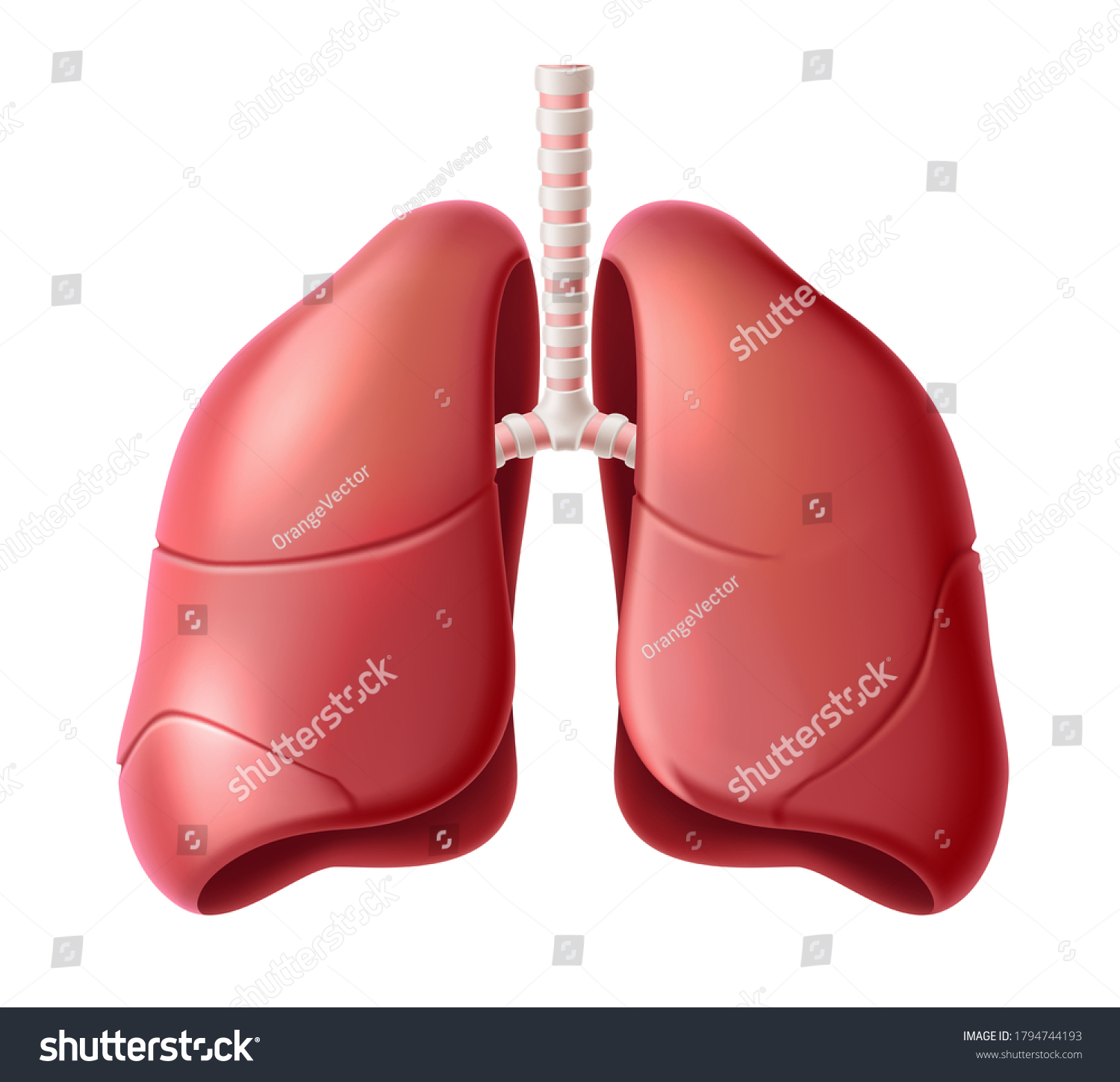 Realistic Lungs Anatomy Structure Vector Respiration Stock Vector Royalty Free