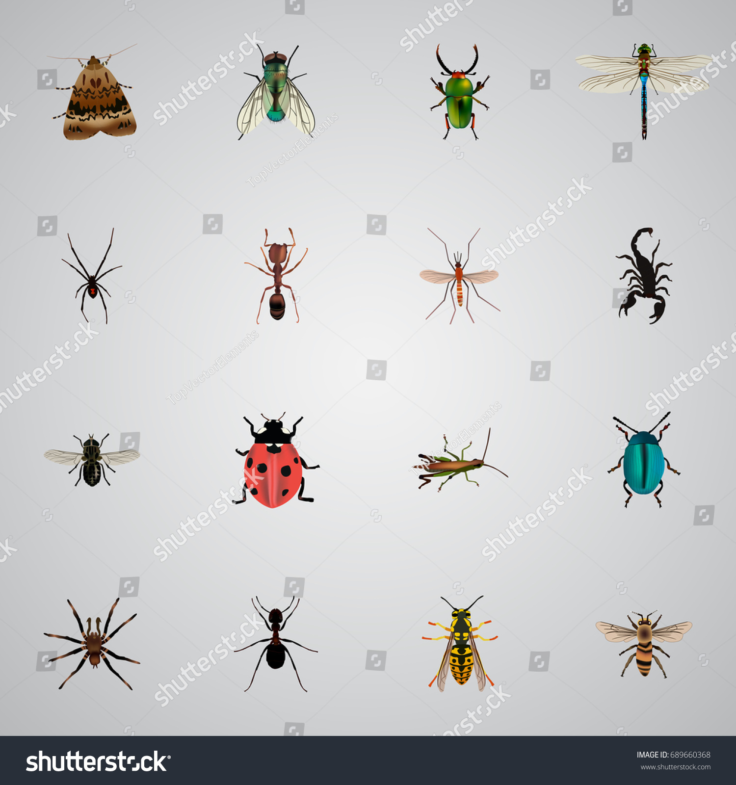 Realistic Midge Ant Poisonous Other Vector Stock Vector (Royalty Free ...