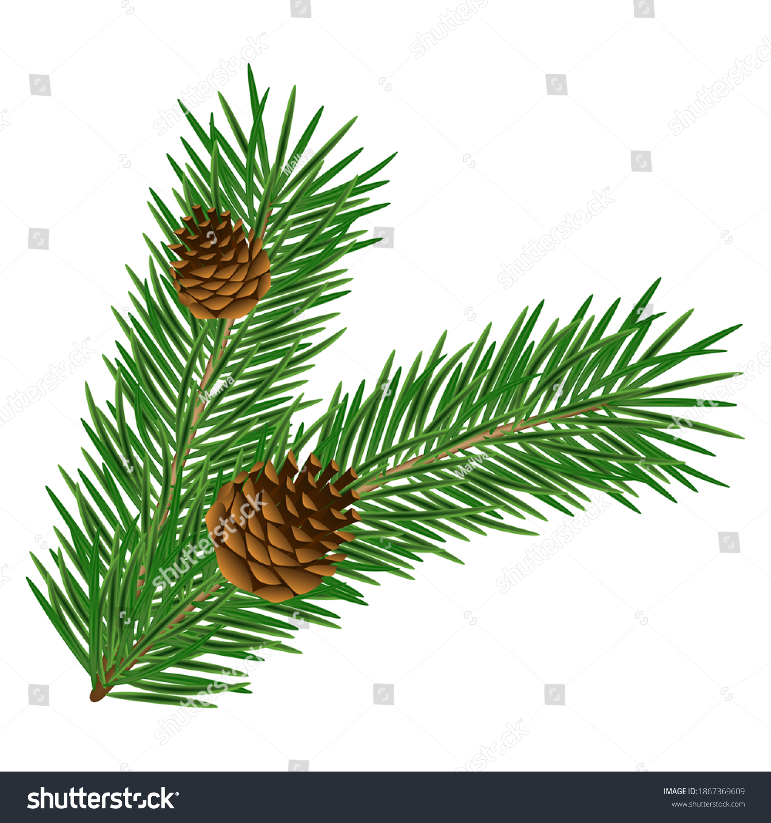 Realistic Pine Branch Cones Isolated On Stock Vector Royalty Free 1867369609 Shutterstock 