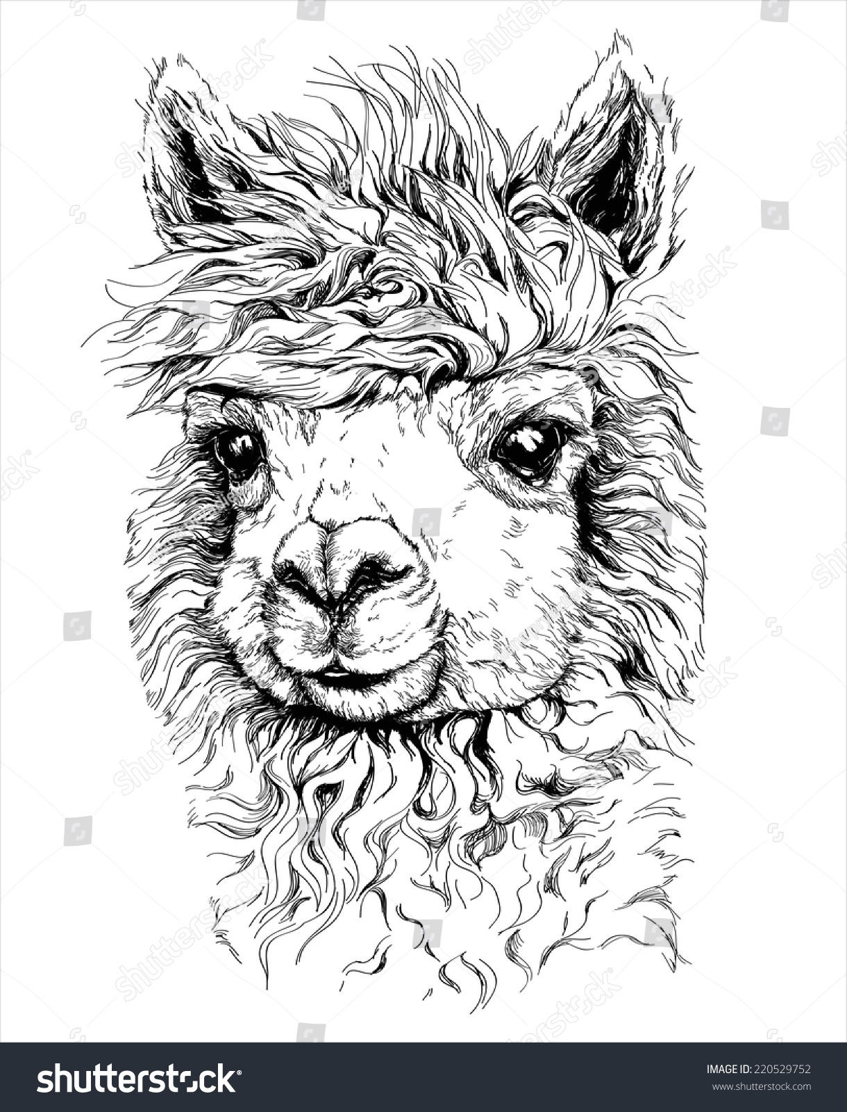 Realistic Sketch Lama Alpaca Black White Stock Vector 220529752