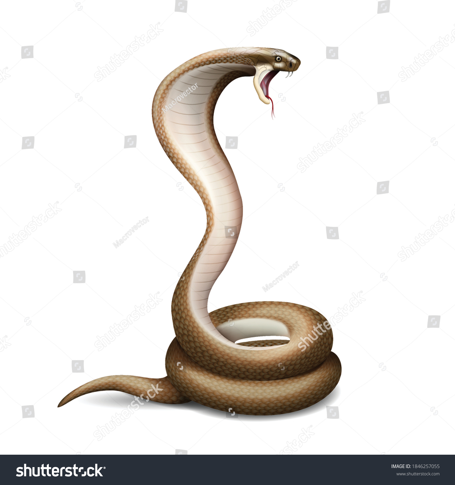 SVG of Realistic snake composition with isolated image of hissing cobra with shadow on blank background vector illustration svg