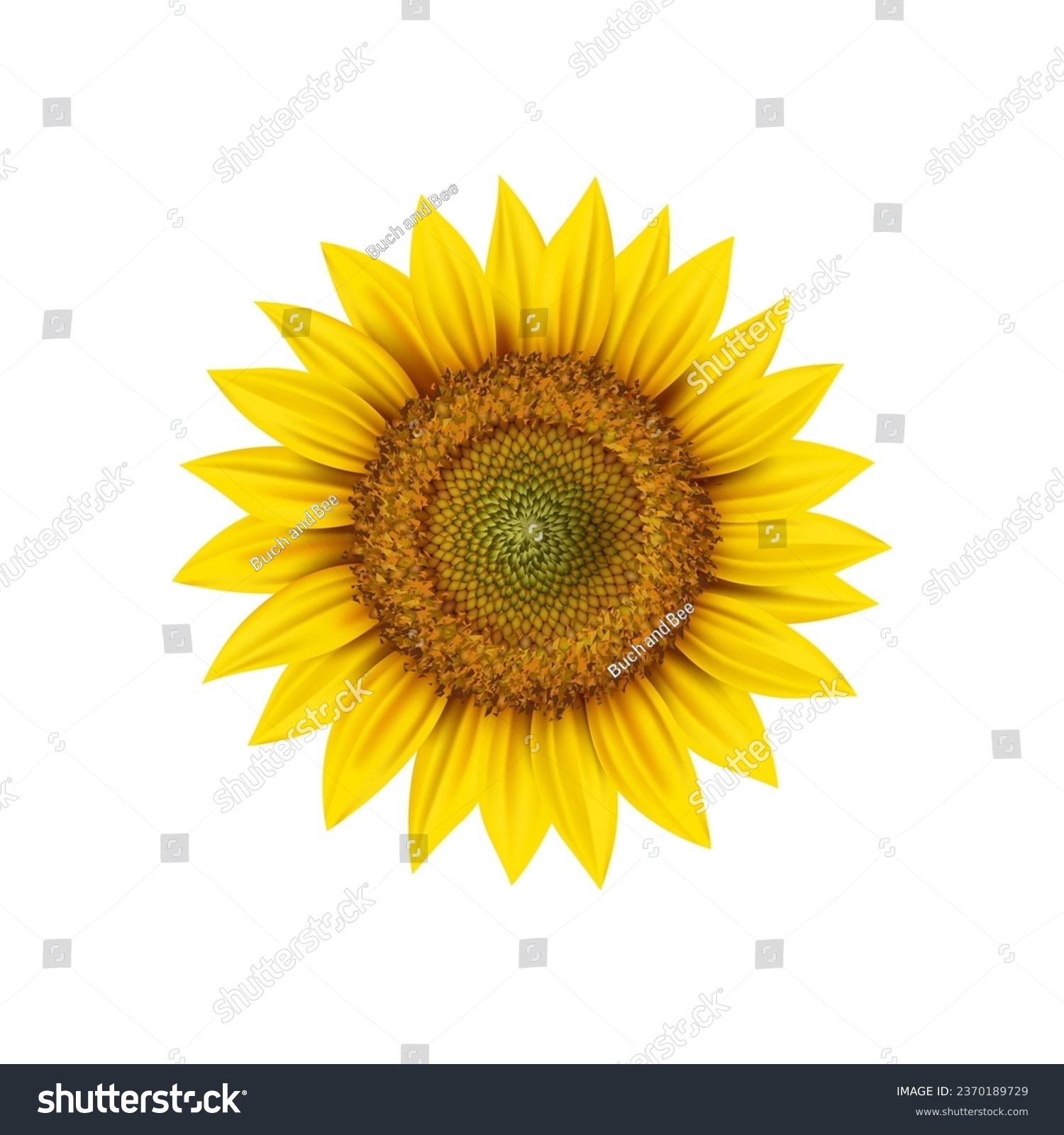 SVG of Realistic sunflower head, isolated 3d vector round flower bud with yellow petals and seeds inside close up view. Garden plant, source or vegetable oil. Fresh ripe blossom, natural bloom, symbol of sun svg