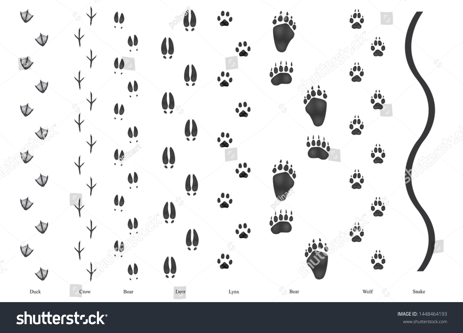 Realistic Trail Sylvan Wild Birds Animals Stock Vector (Royalty Free ...