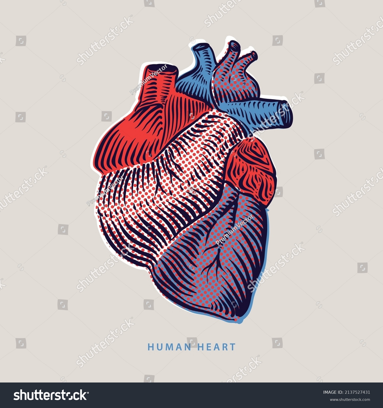 Realistic Vector Isolated Human Heart Anatomically Stock Vector ...