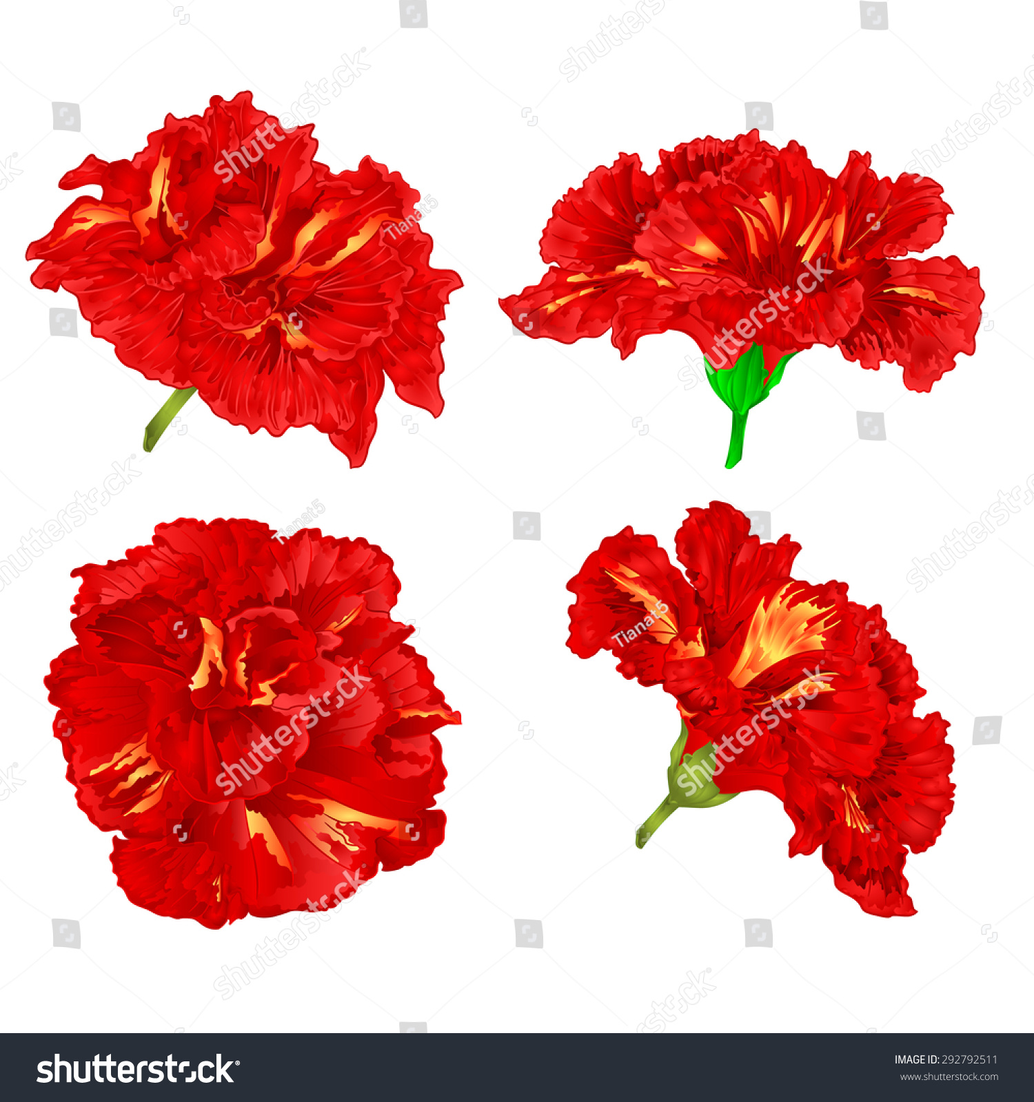 Red Flowering House Plants red hibiscus tropical flowers houseplants vector stock vector Red Flowering House Plants red hibiscus tropical flowers houseplants vector stock vector