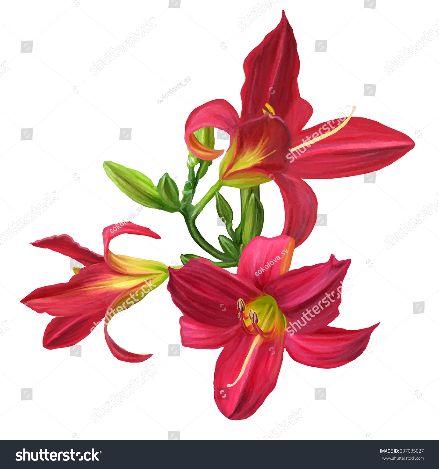 Red Lily Flower Isolated Stock Vector (Royalty Free) 297035027