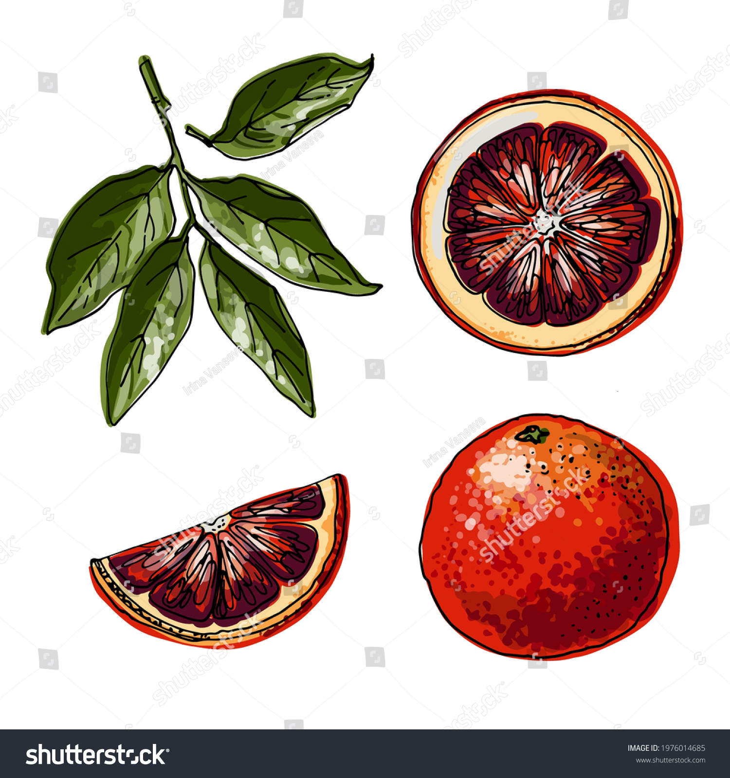 731 Blood orange color sketch Images, Stock Photos & Vectors | Shutterstock