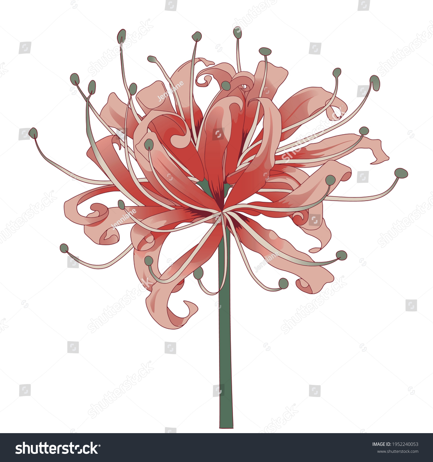 Flor de lirio araña roja. Ilustración: vector de stock (libre de