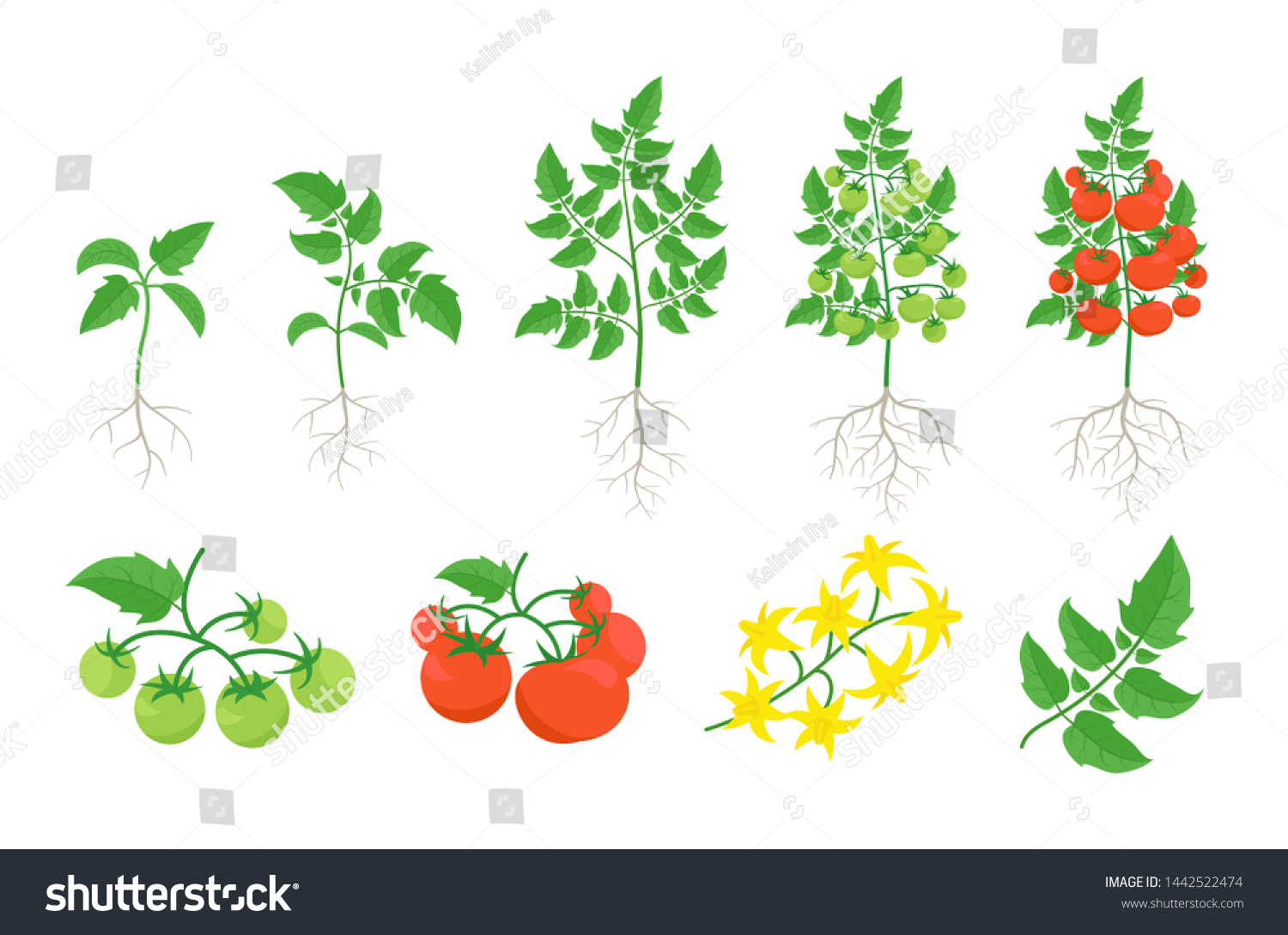 Tomato leaf vector Images, Stock Photos & Vectors | Shutterstock