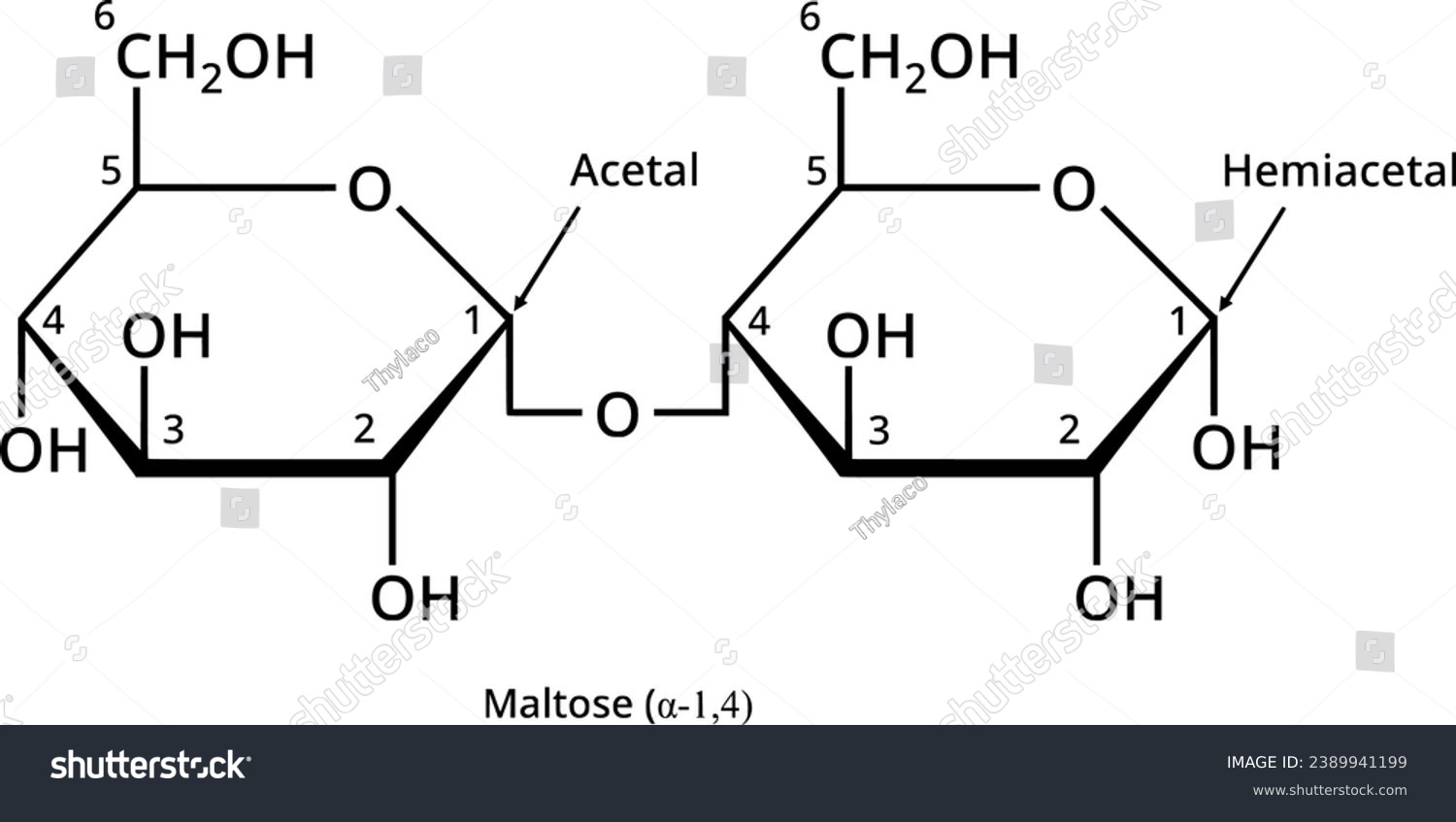 SVG of Reducing sugar maltose, disaccharide in biochemistry svg