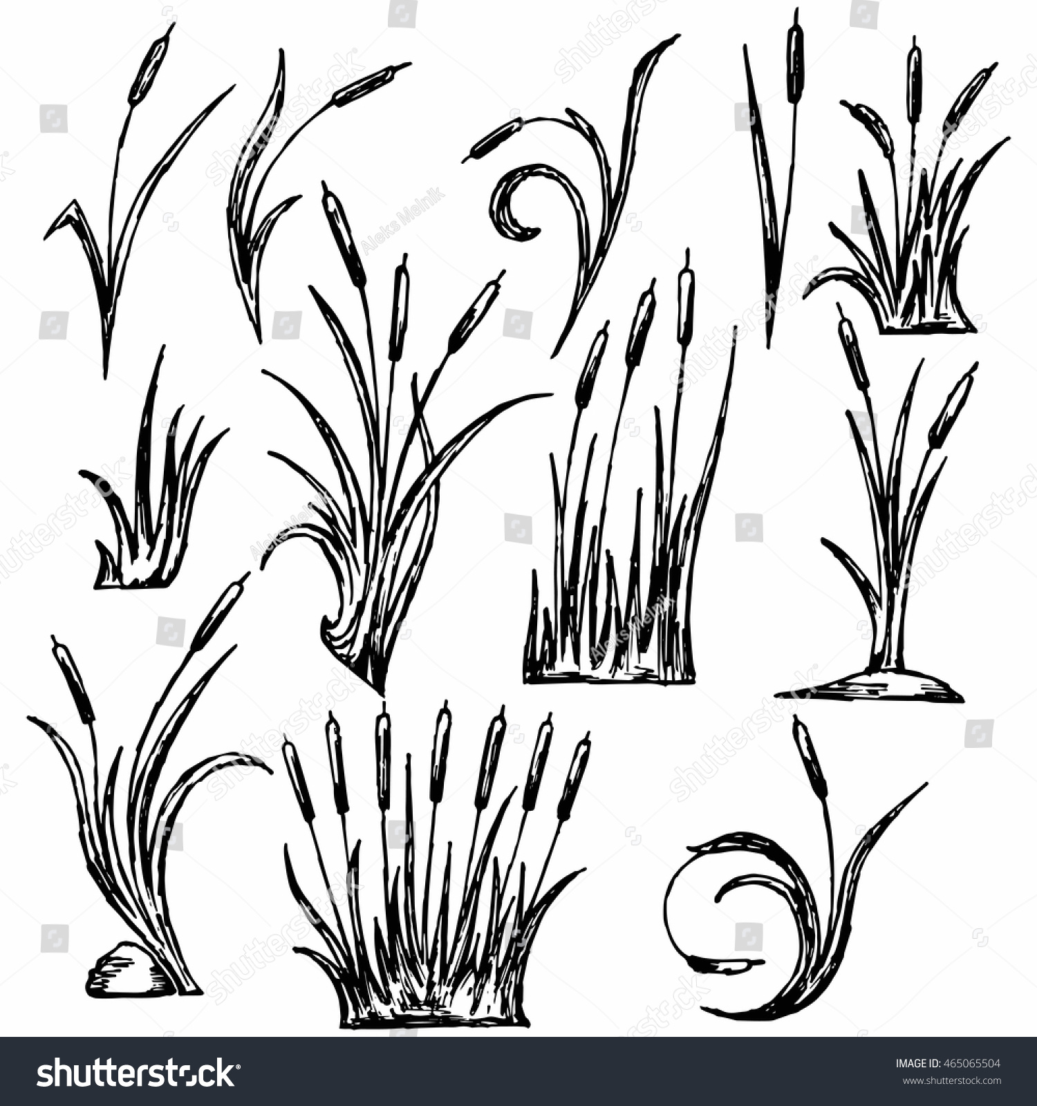 Reeds Marsh Grass Vector Image Stock Vector (Royalty Free) 465065504