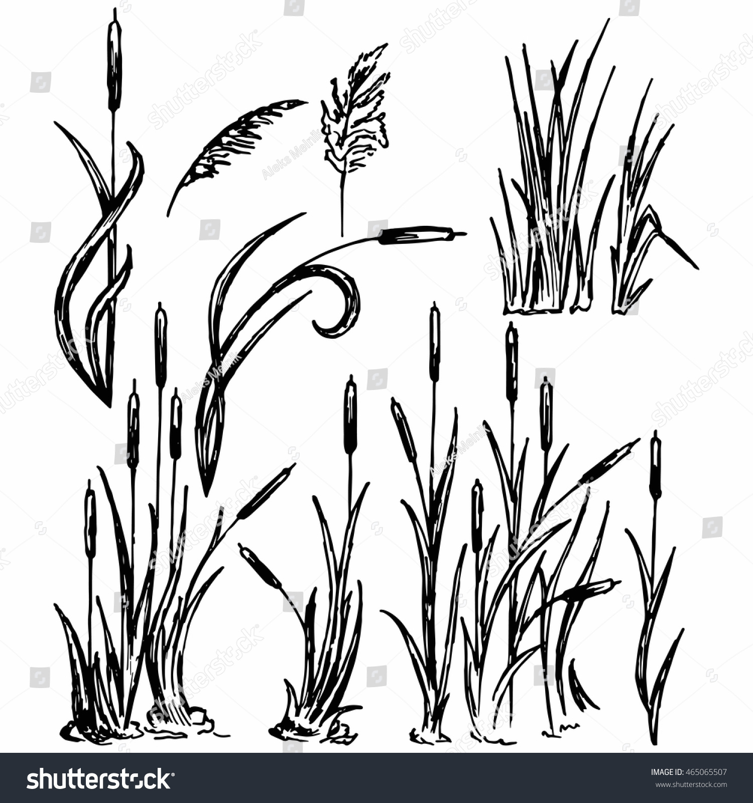 Reeds Marsh Grass Vector Image Stock Vector (Royalty Free) 465065507