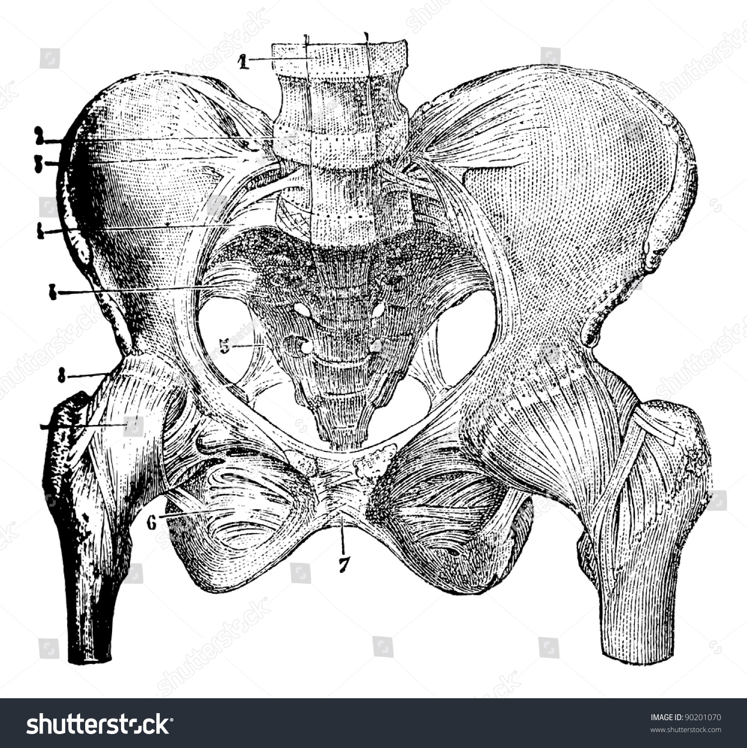 Representing The Joints Of The Pelvic Bones, Vintage Engraved ...