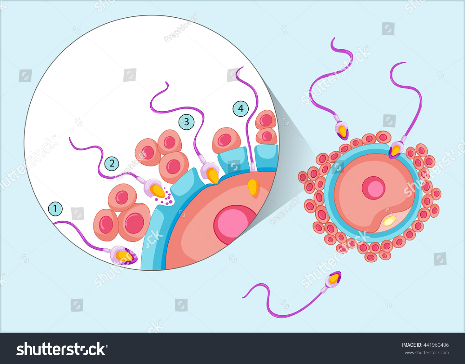 Reproduction Process In Human Illustration - 441960406 : Shutterstock