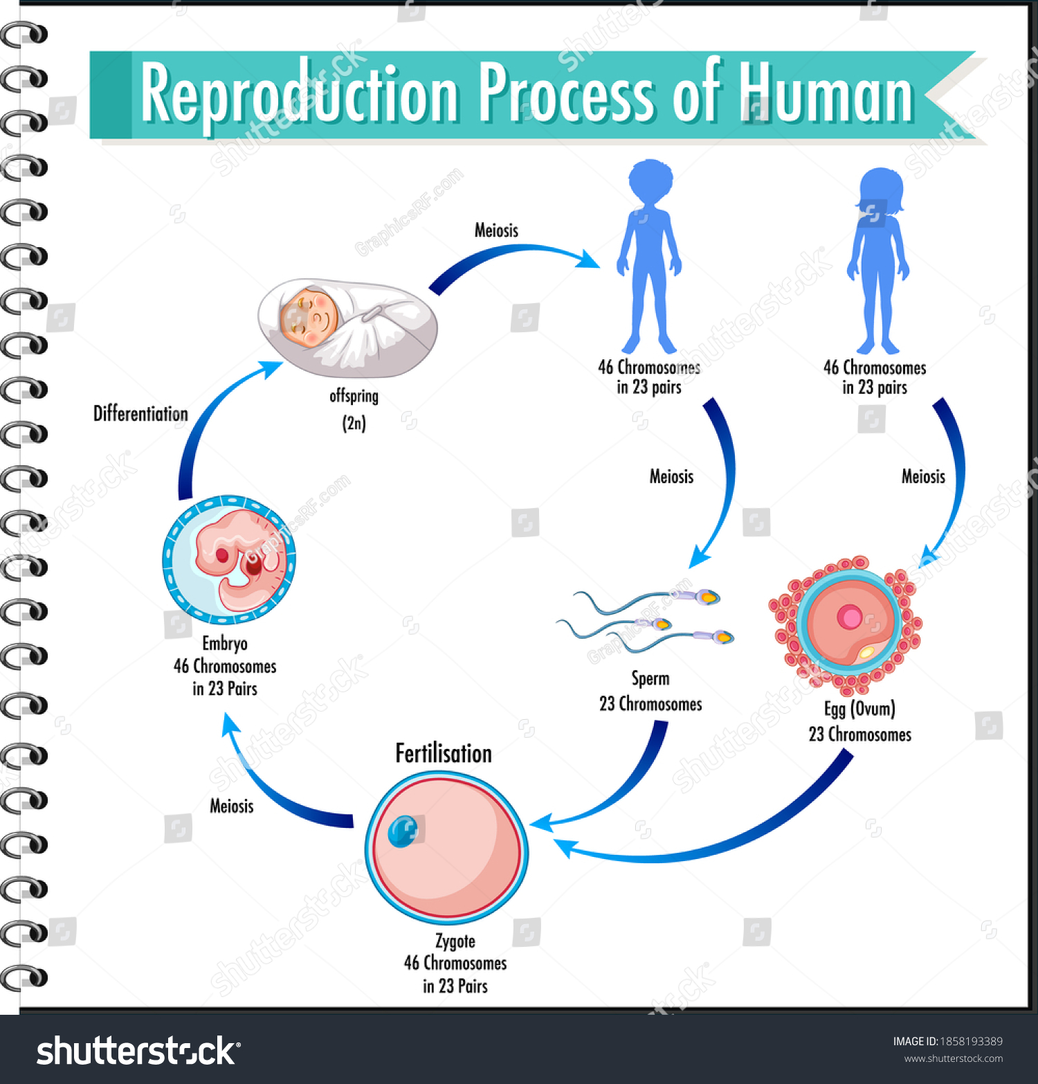 Reproduction Process Human Infographic Illustration Stock Vector Royalty Free 1858193389 0059