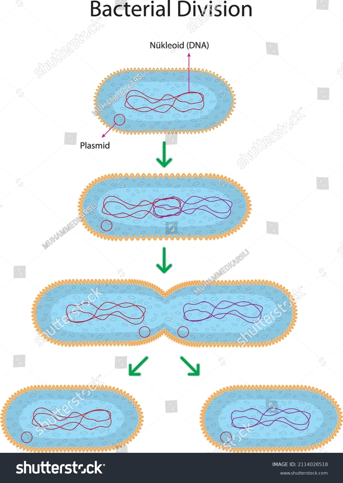 3,573 Reproduction Of Bacteria Images, Stock Photos & Vectors ...