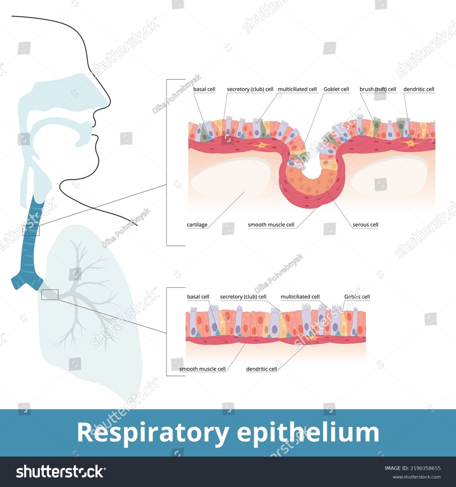 21 Ciliated lung cells Images, Stock Photos & Vectors | Shutterstock