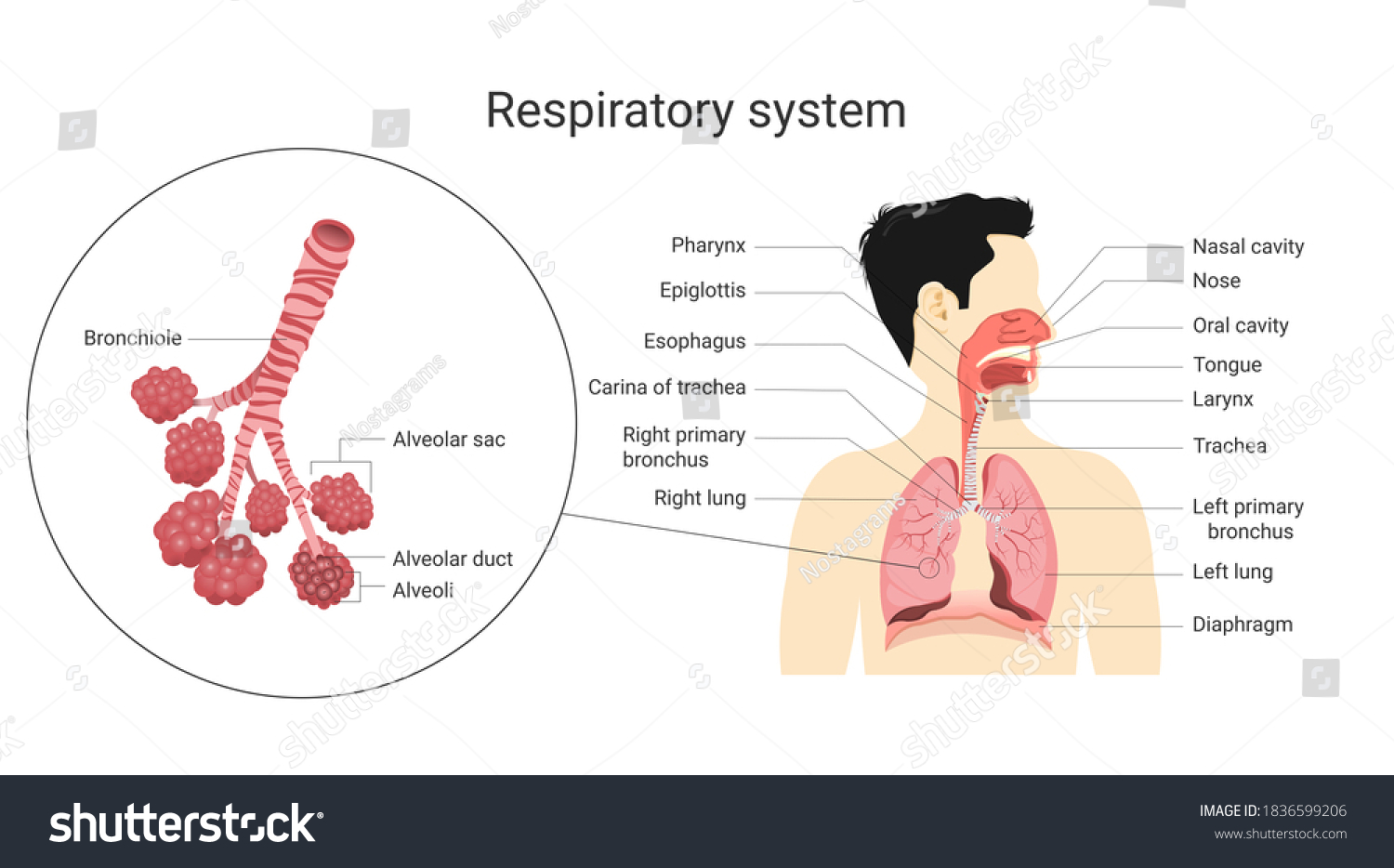 Respiratory System Anatomy Physiology Human Body Stock Vector (Royalty ...