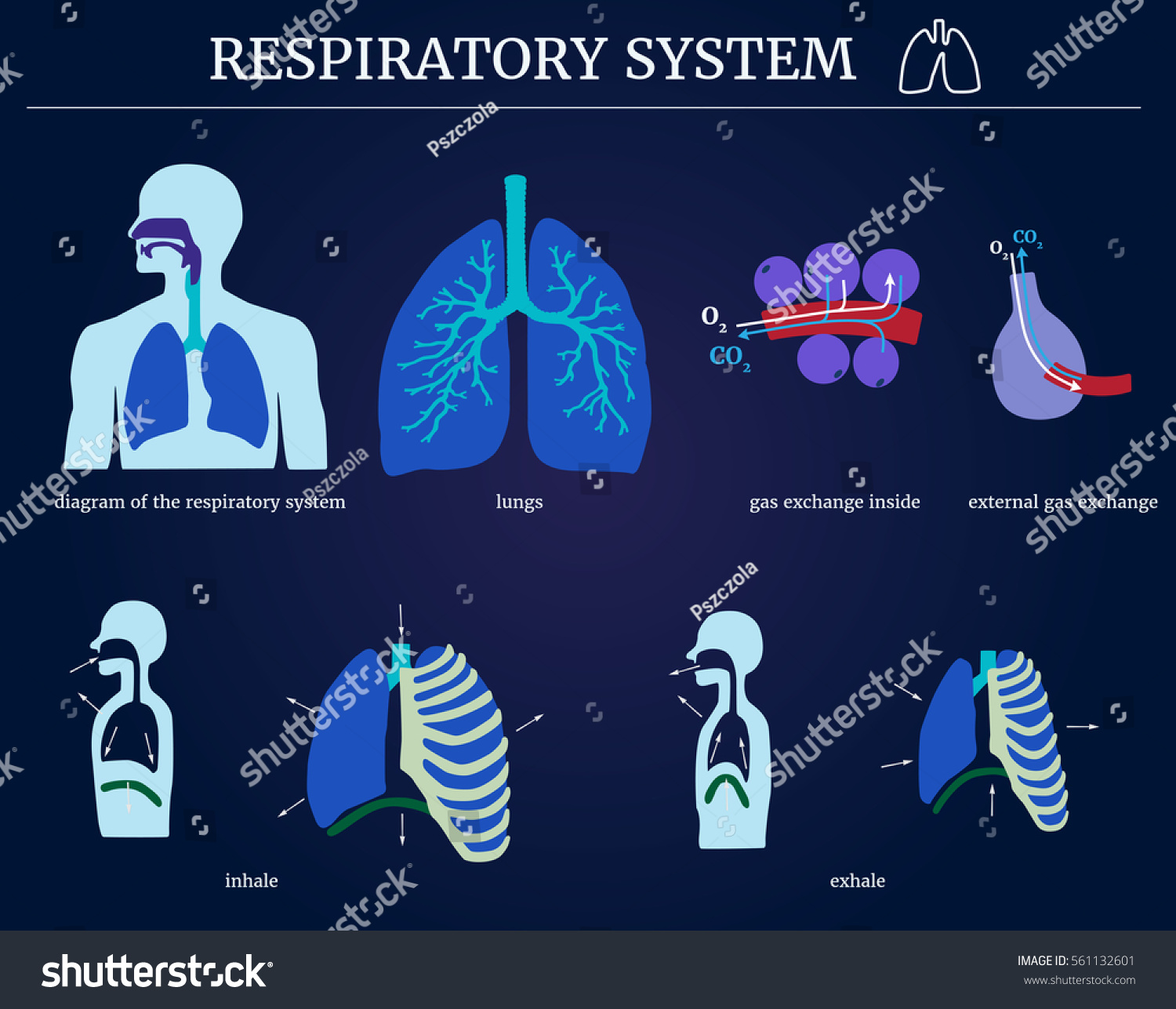 Respiratory System Diagram Respiratory System Lungs Stock Vector ...