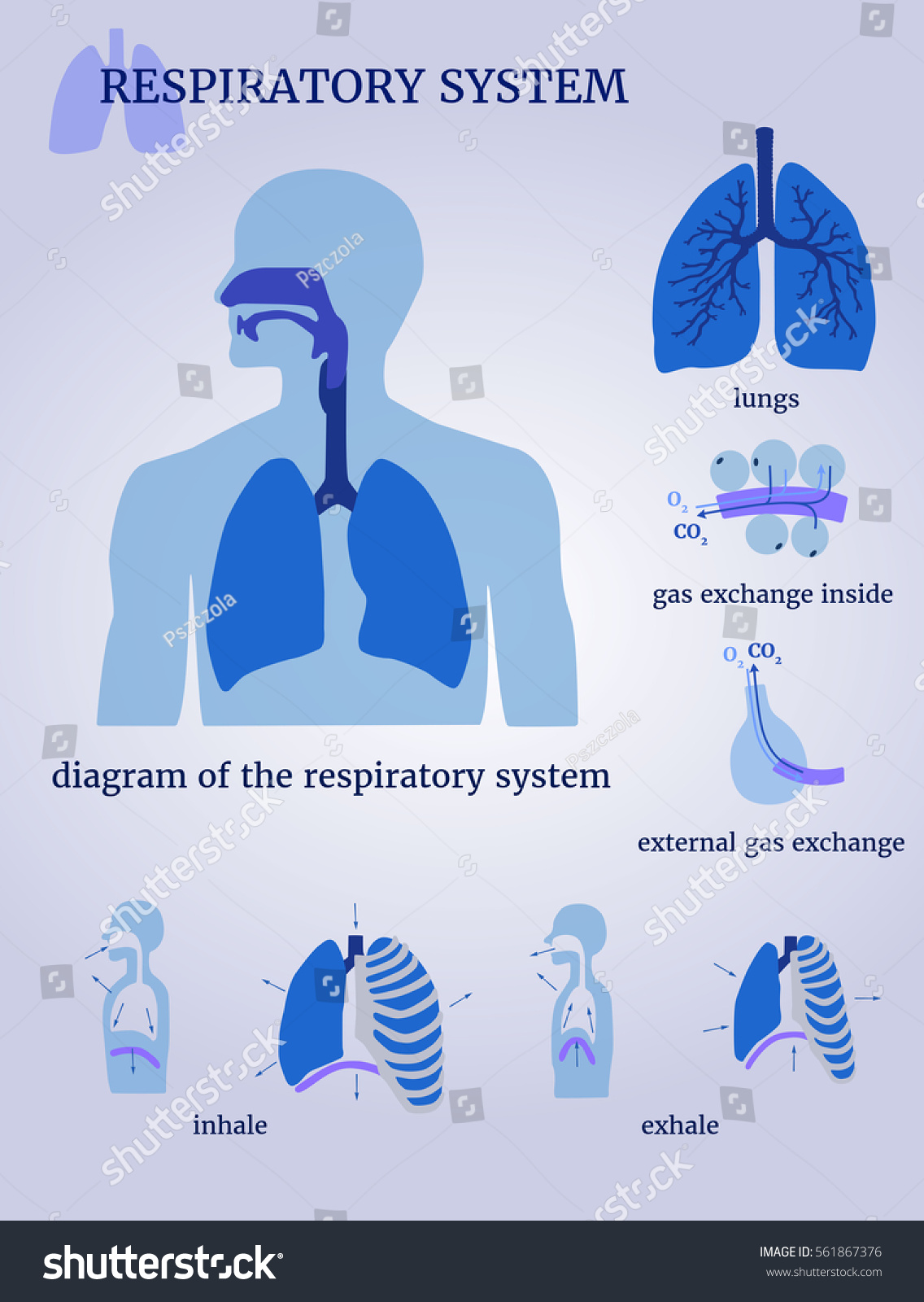 Respiratory System Diagram Respiratory System Lungs Stock Vector ...