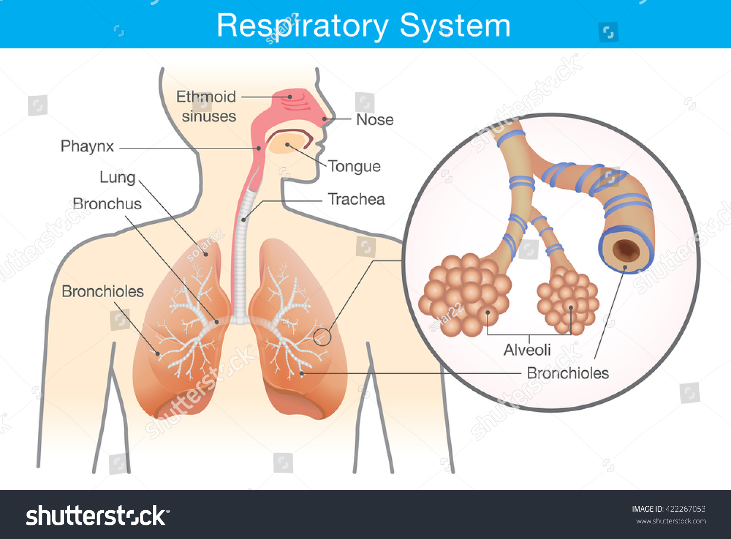 Respiratory System Human This Illustration About Stock Vector 422267053