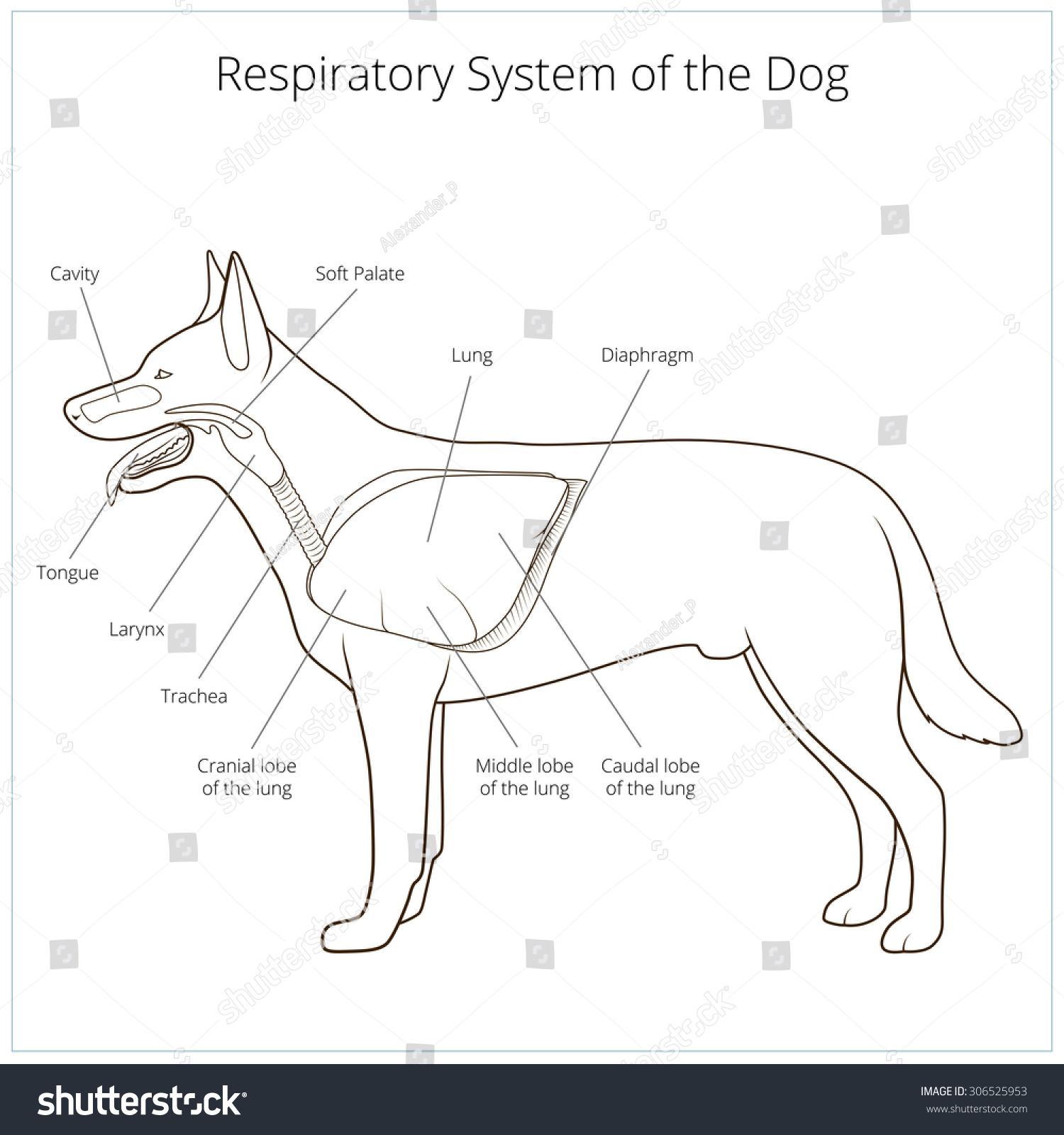 Respiratory System Dog Vector Illustration Stock Vector 306525953